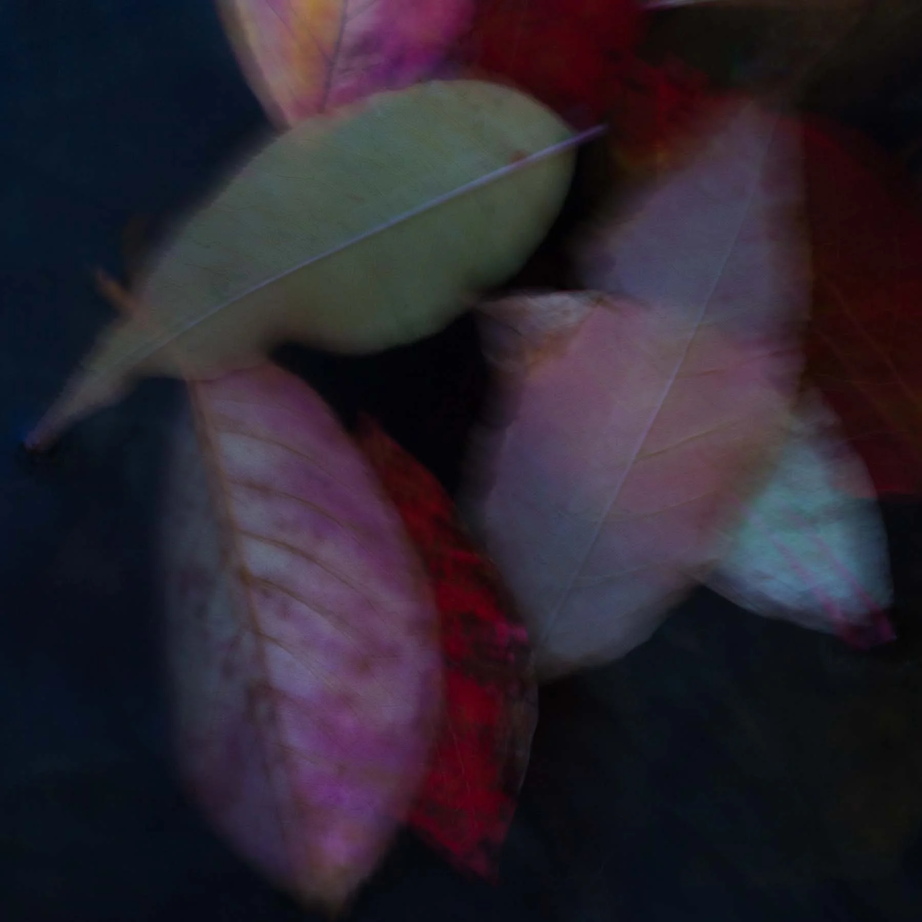 Unleaving #5 (Copy)