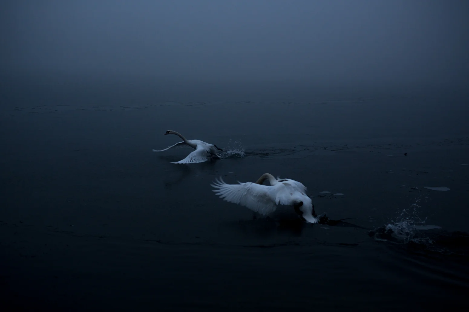 swans001.jpg