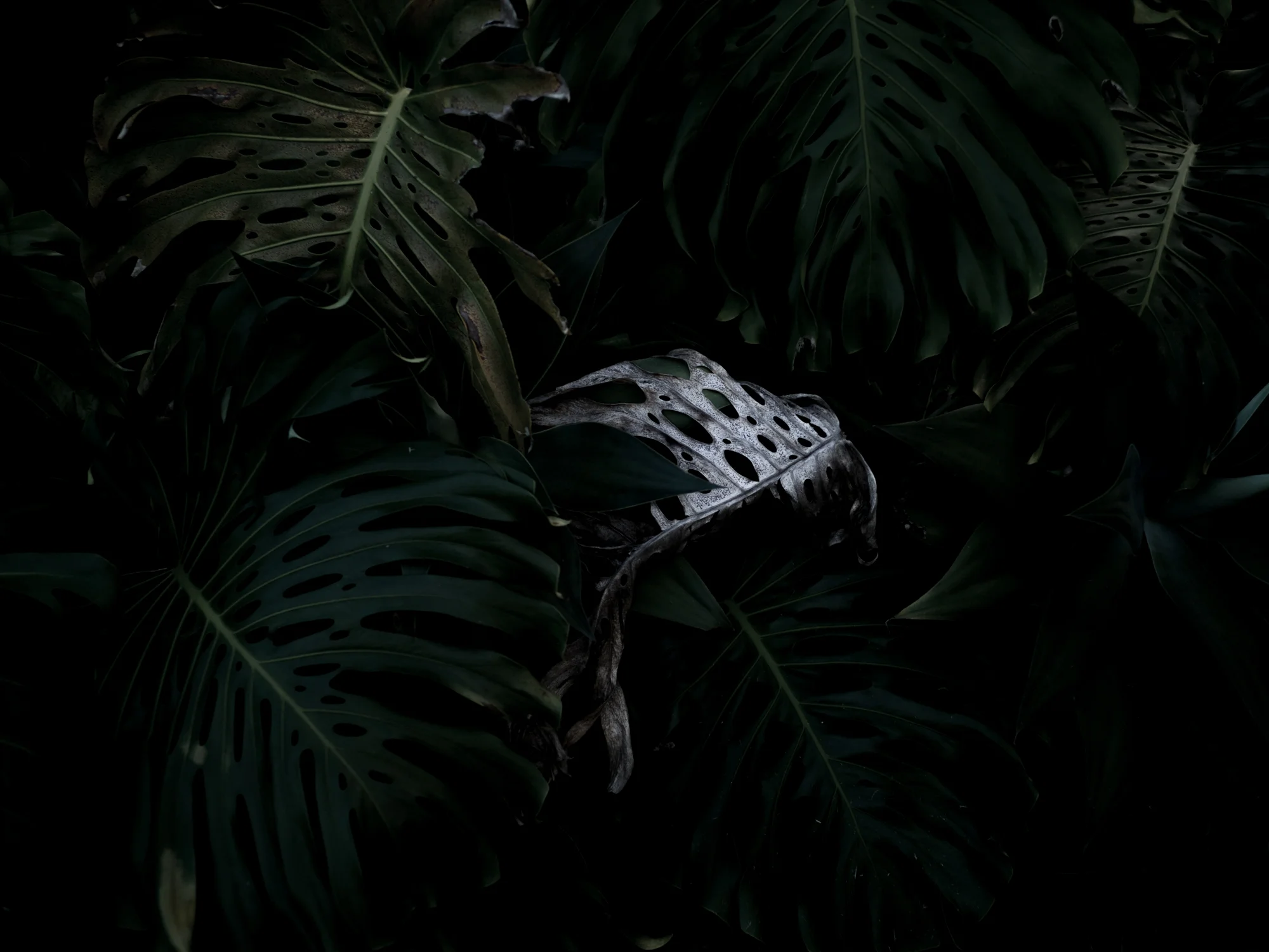 bloom-silence--11.jpg