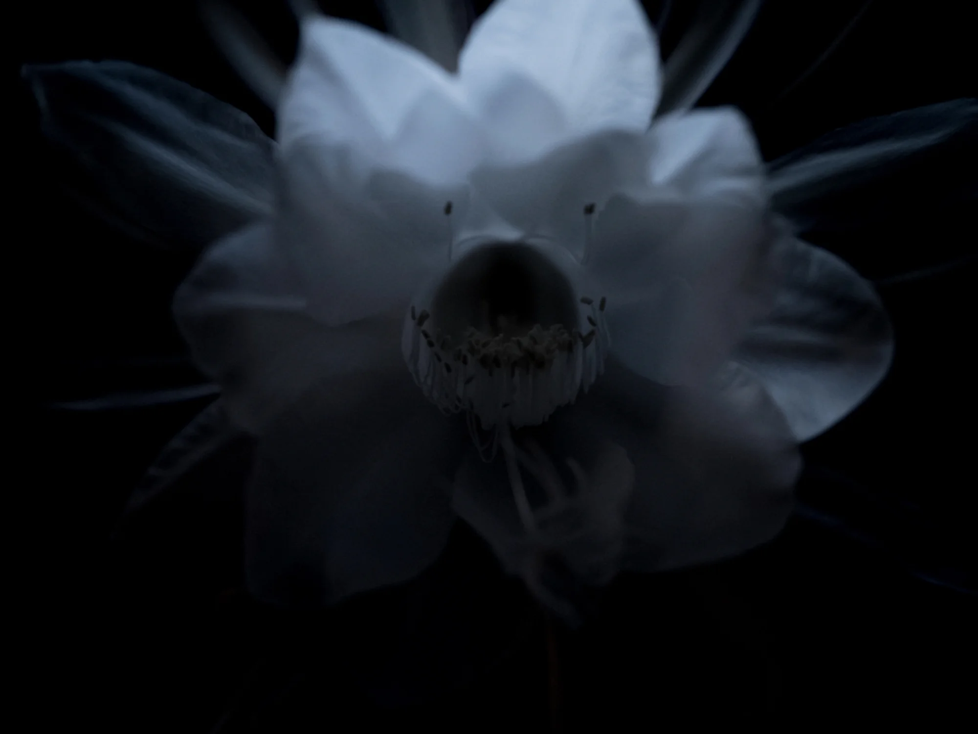 bloom-silence--25.jpg