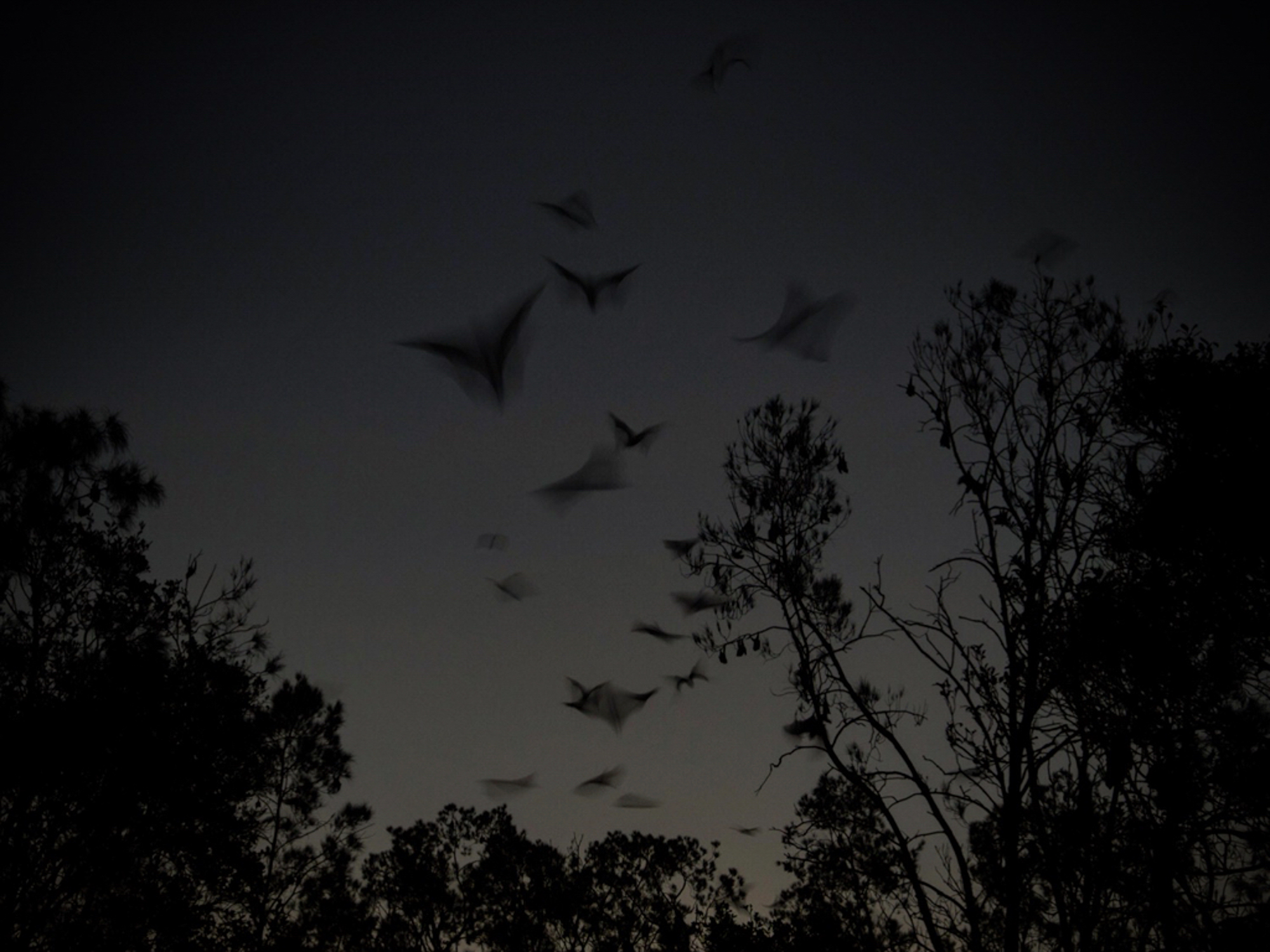 bloom-silence--6.jpg