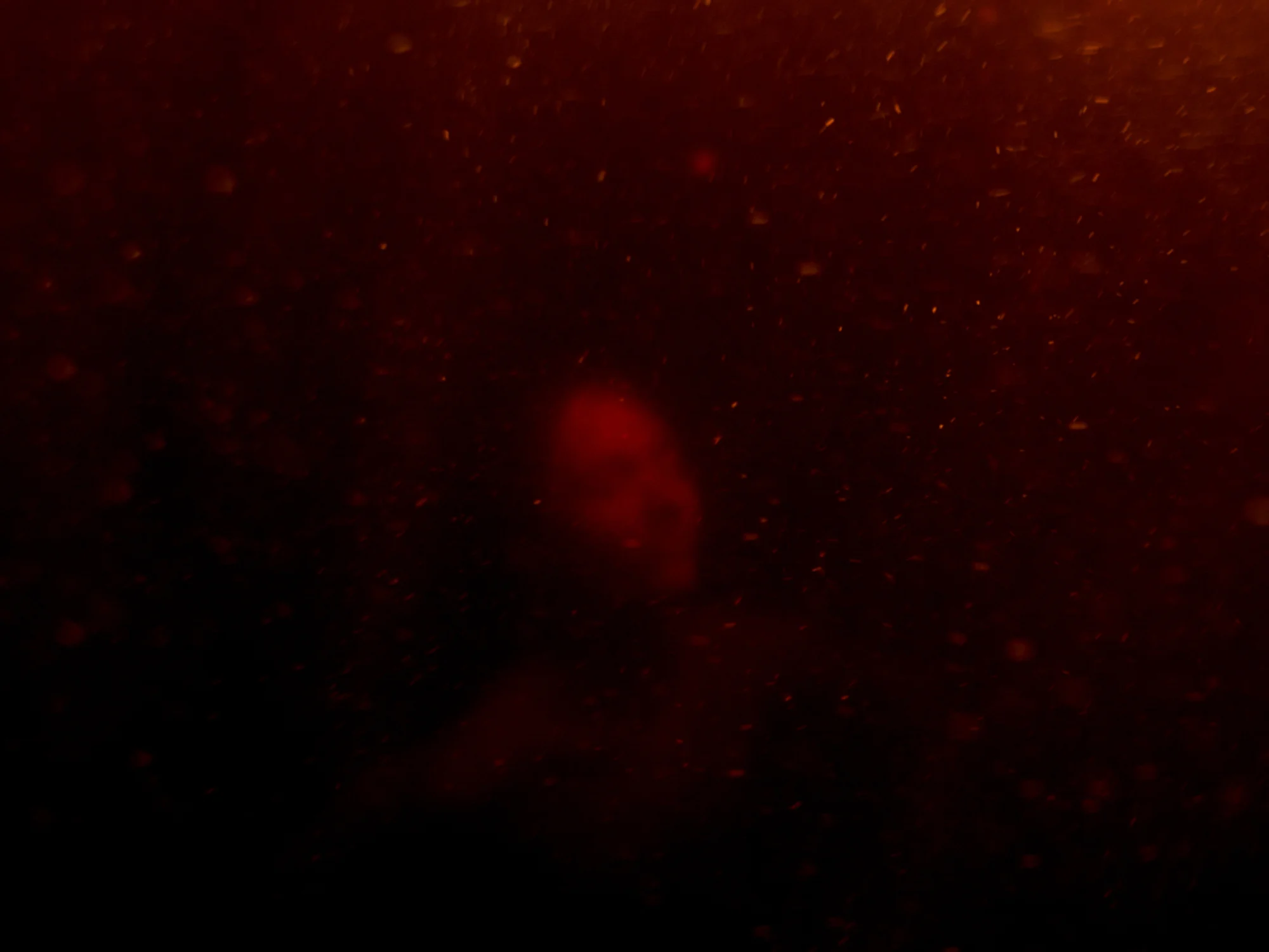 bloom-silence--14.jpg