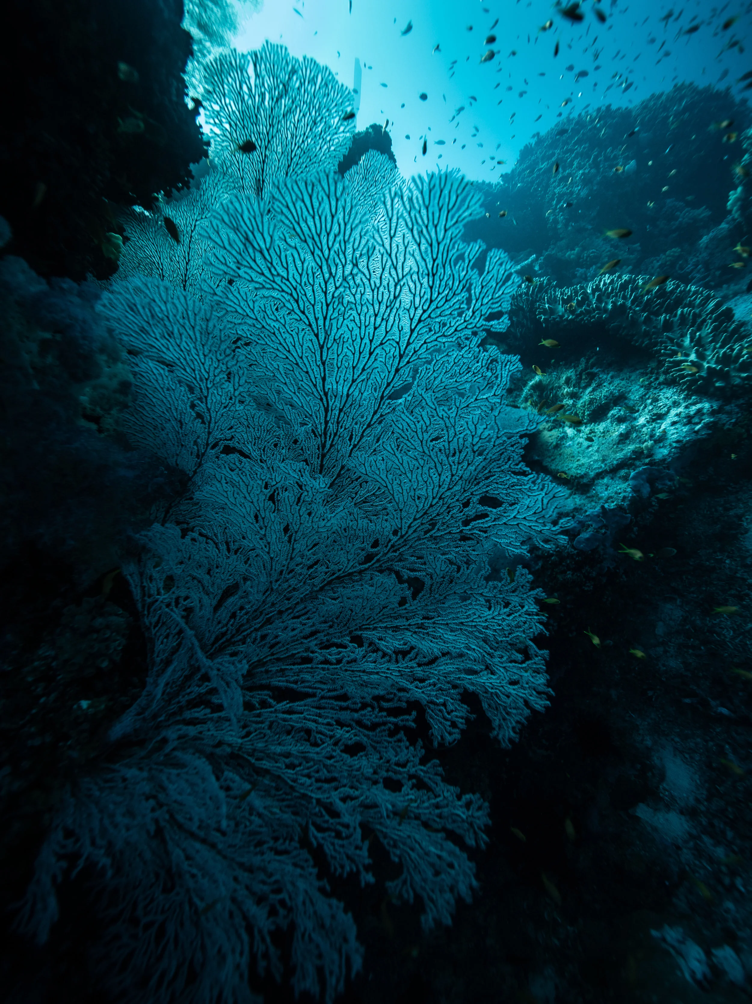  Parley x Corona  x Nat Geo 