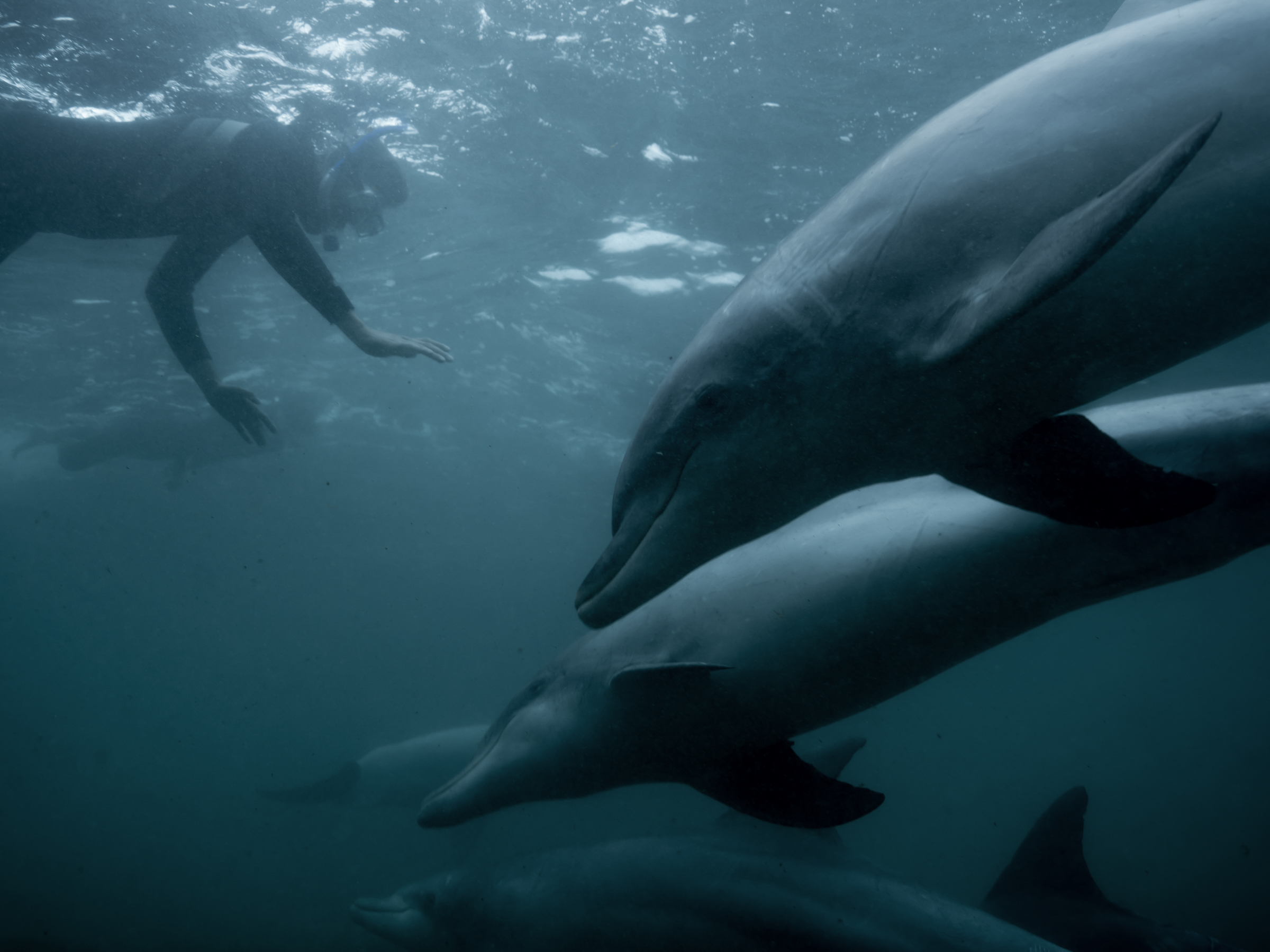  Greenpeace Australia - Fight for the Bight 