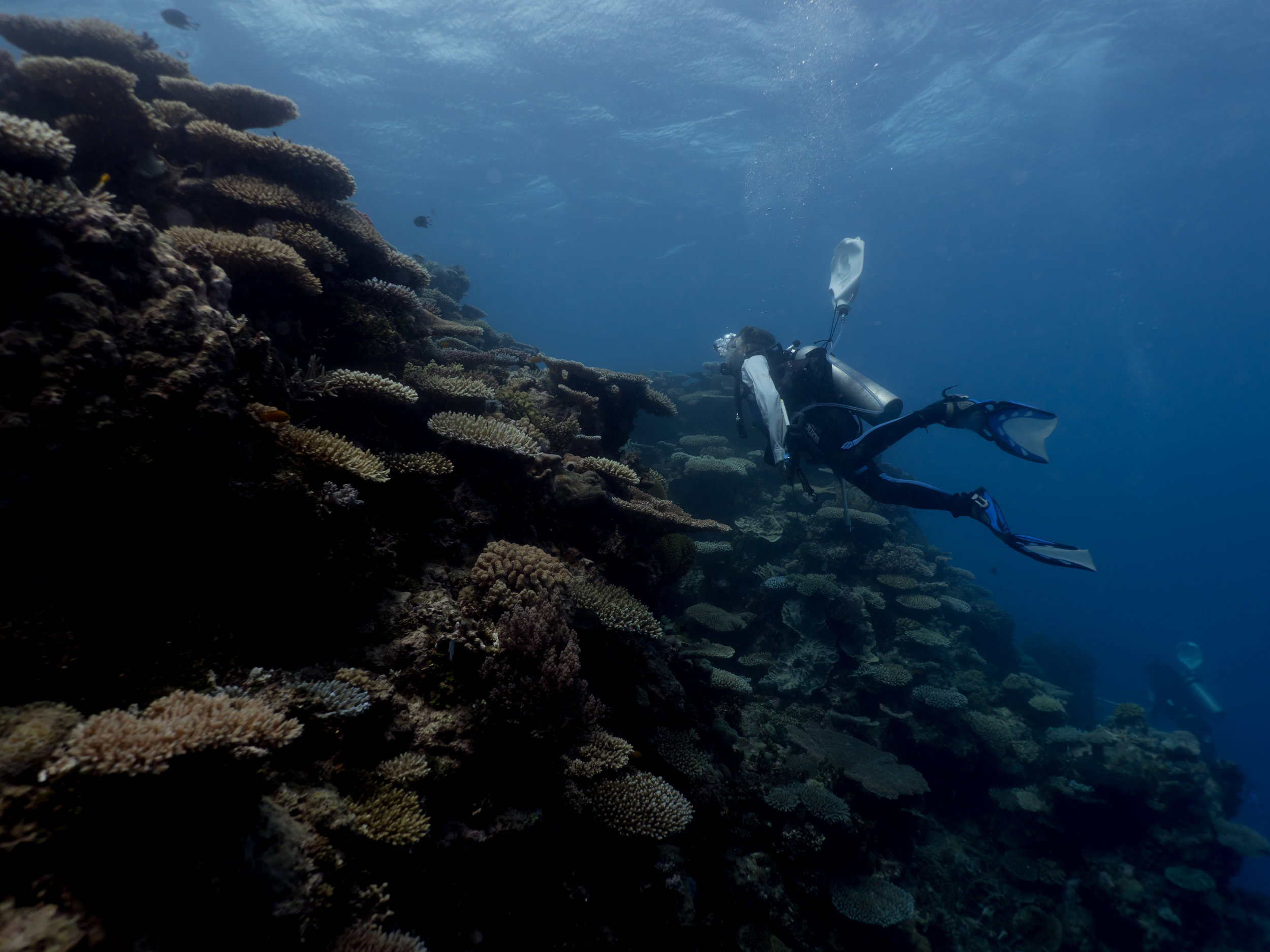  National Geographic - Coral Spawning 