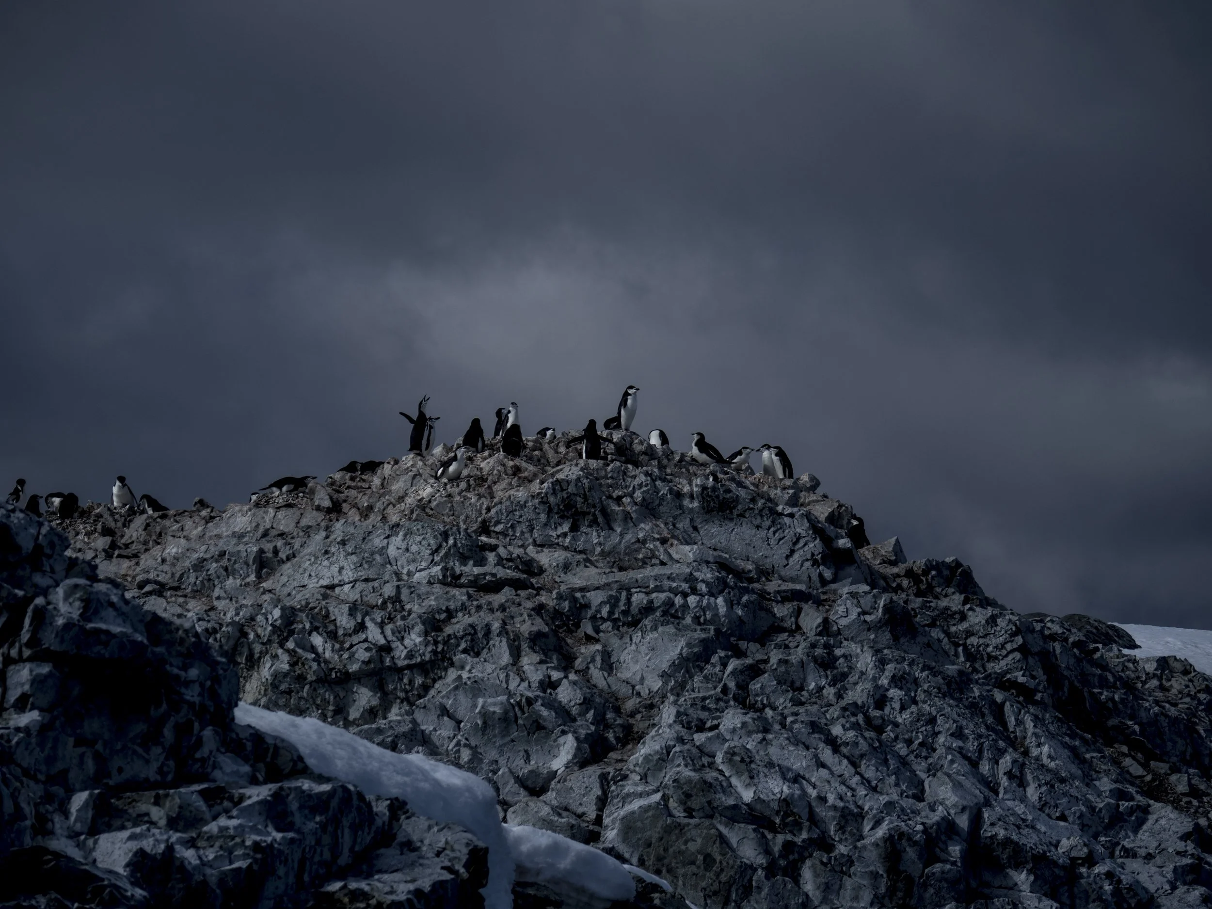 Antarctica / Chinstrap Penguins are very social and gather in massive colonies on shore, sometimes with over 100,000 pairs of adults. They generally monogamous and they returning to the same mate every year forming a strong bond to their mate throug