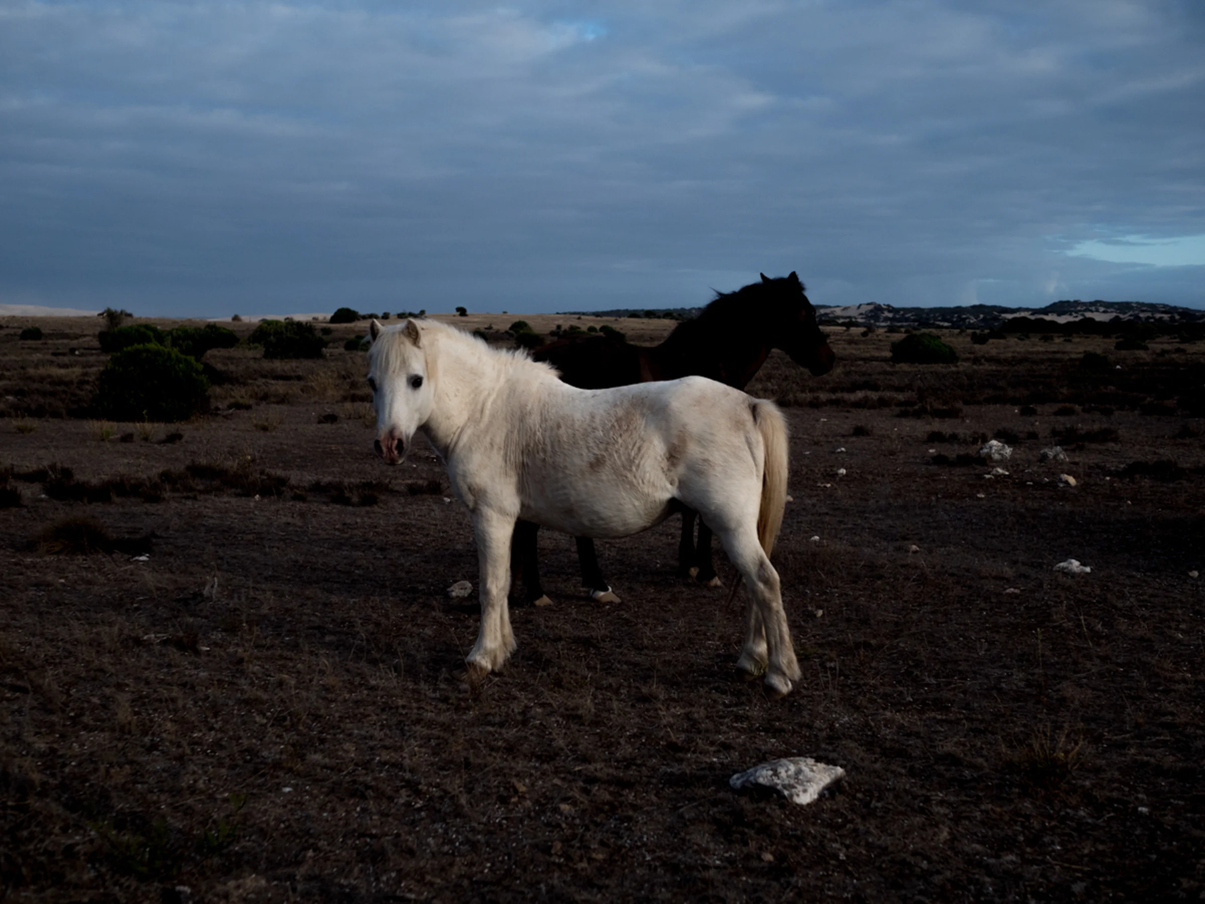 Brumby Horses