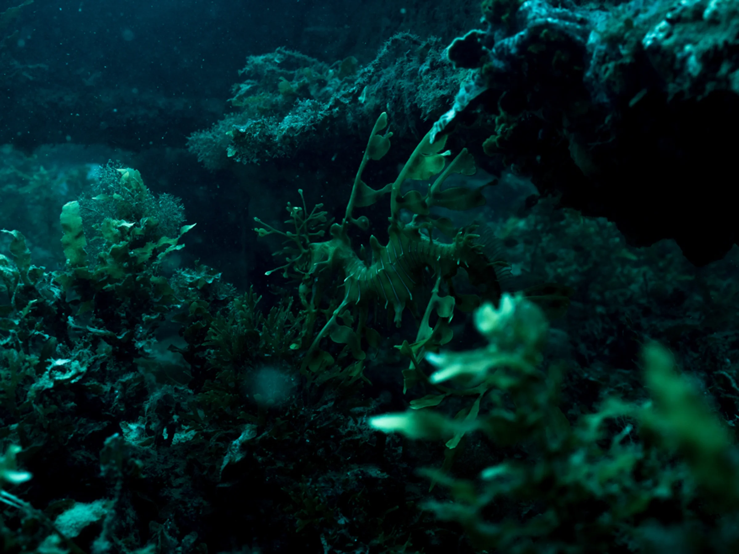  Leafy Sea Dragon - Rapid bay  Michaela Skovranova / Greenpeace 