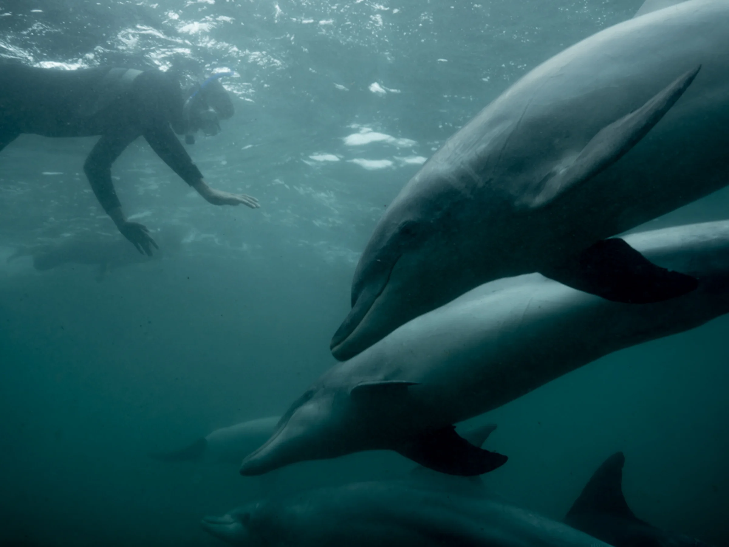  Baird Bay Ocean Eco experience - swimming with dolphins - Michaela Skovranova / Greenpeace 