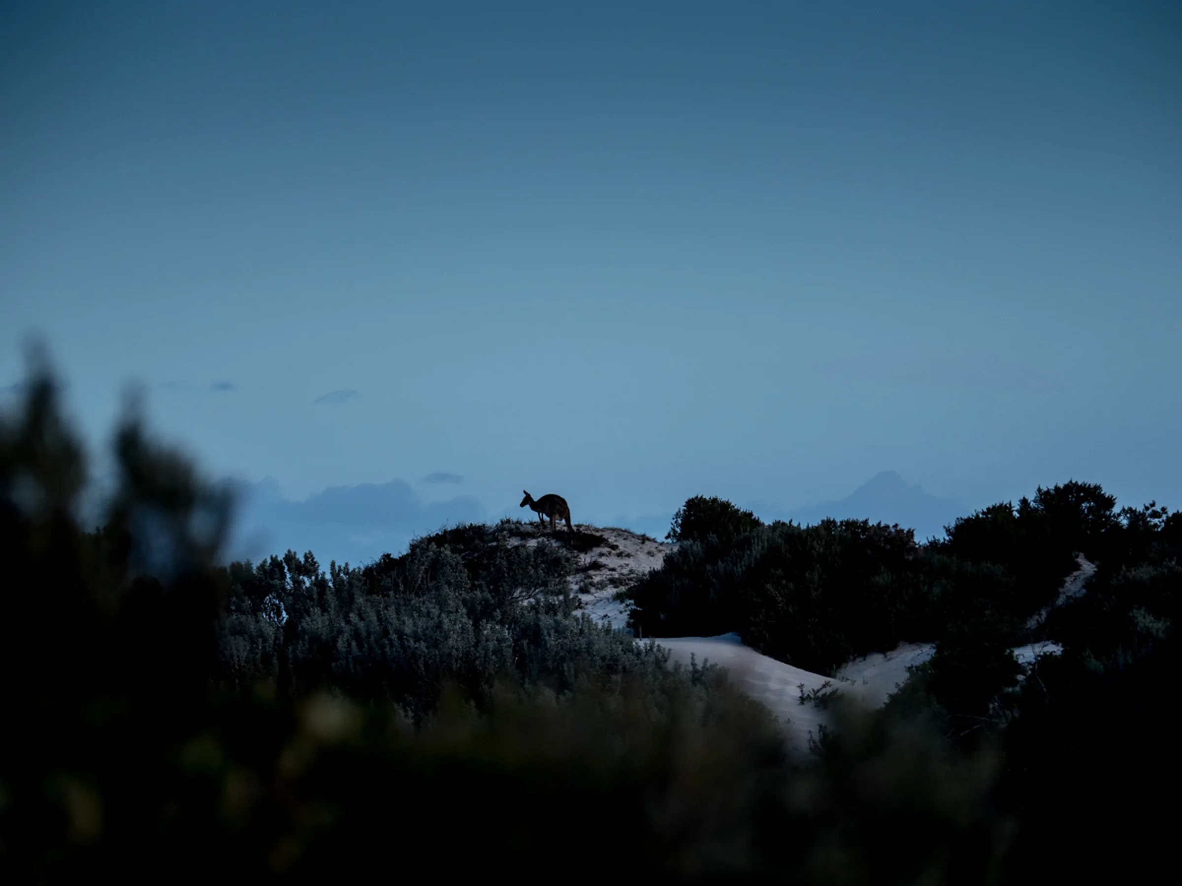 Kangaroo on top of a sand dune 