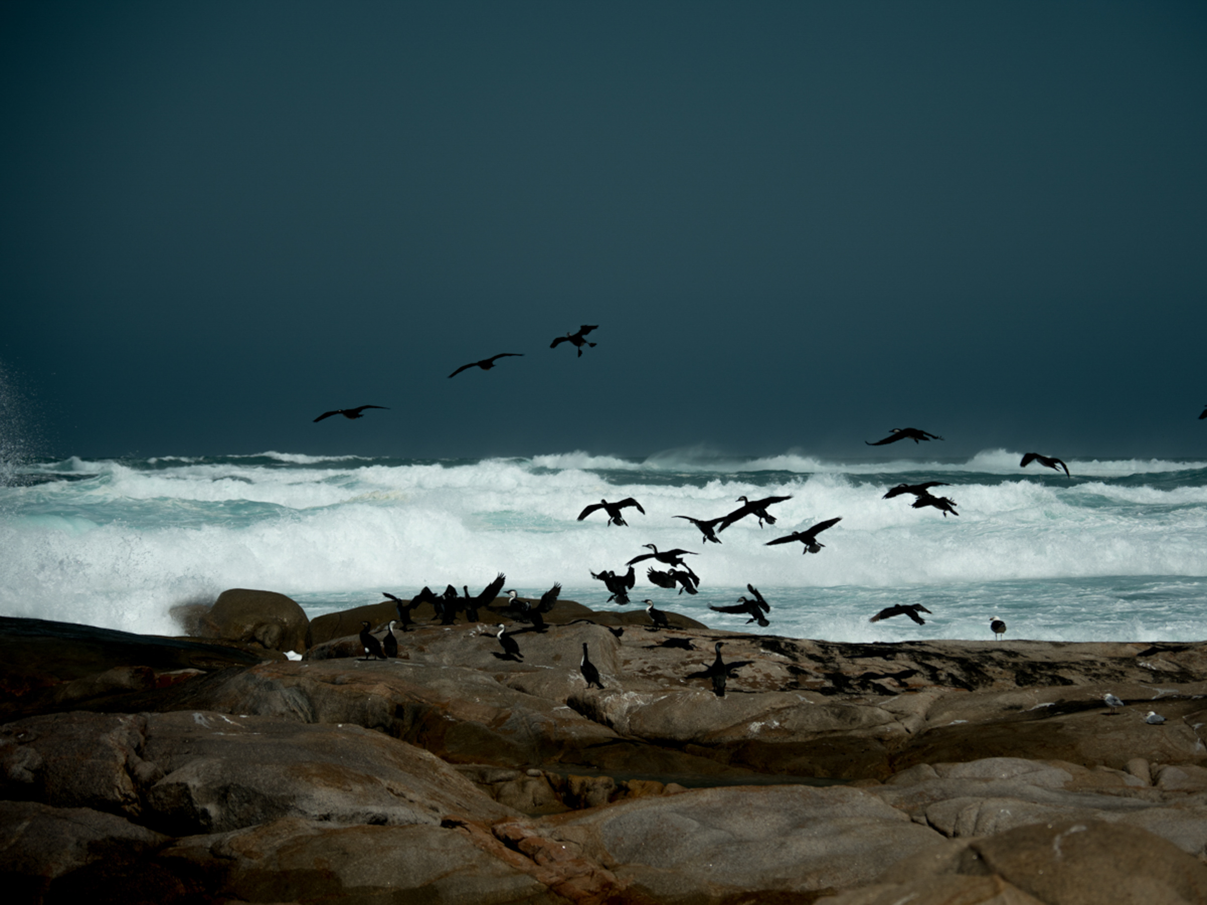 Cormorants taking flight