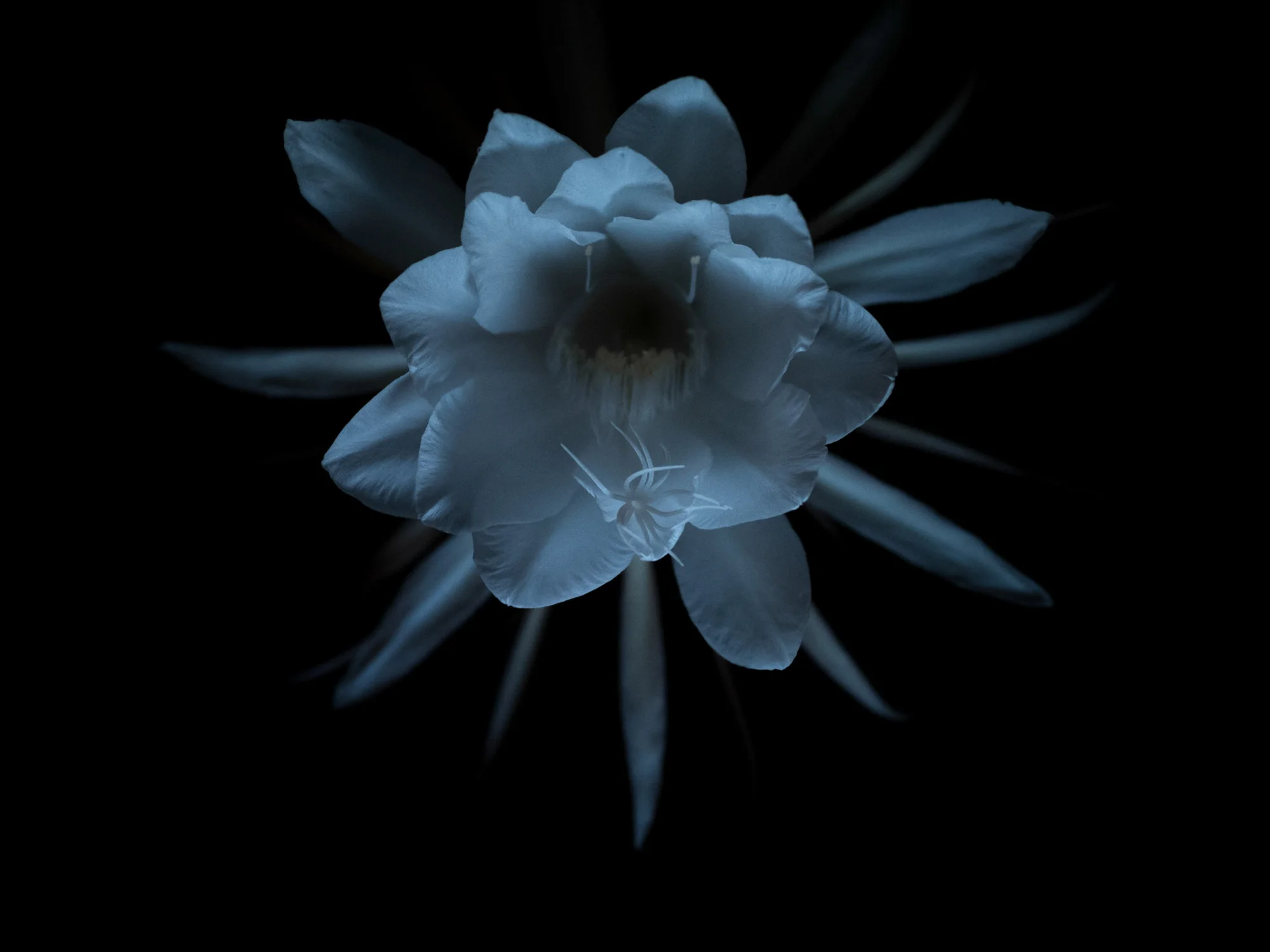 Bloom