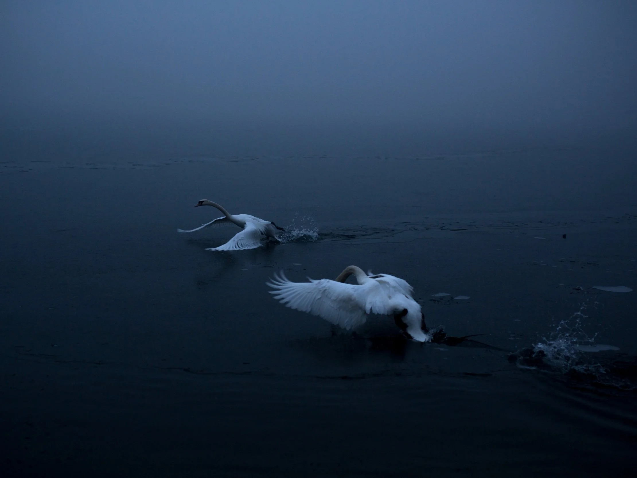 michaela-skovranova-swans-2222.jpg