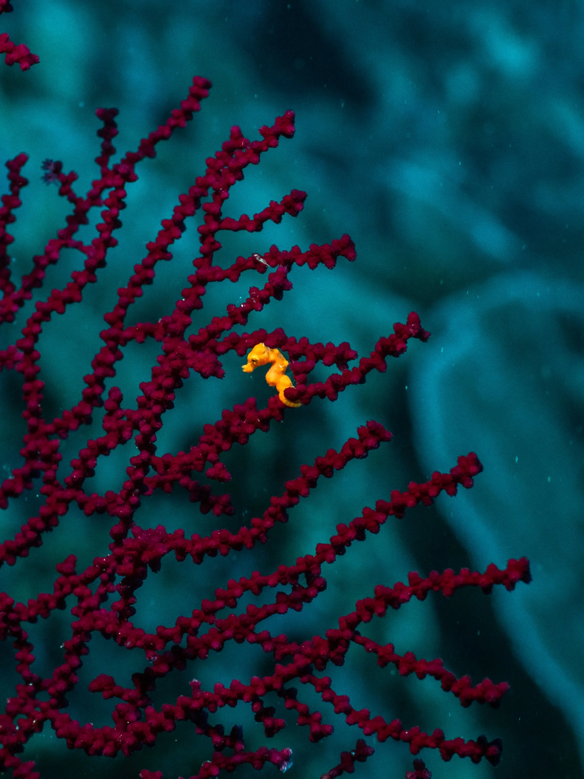 Greenpeace | Off the Murujuga