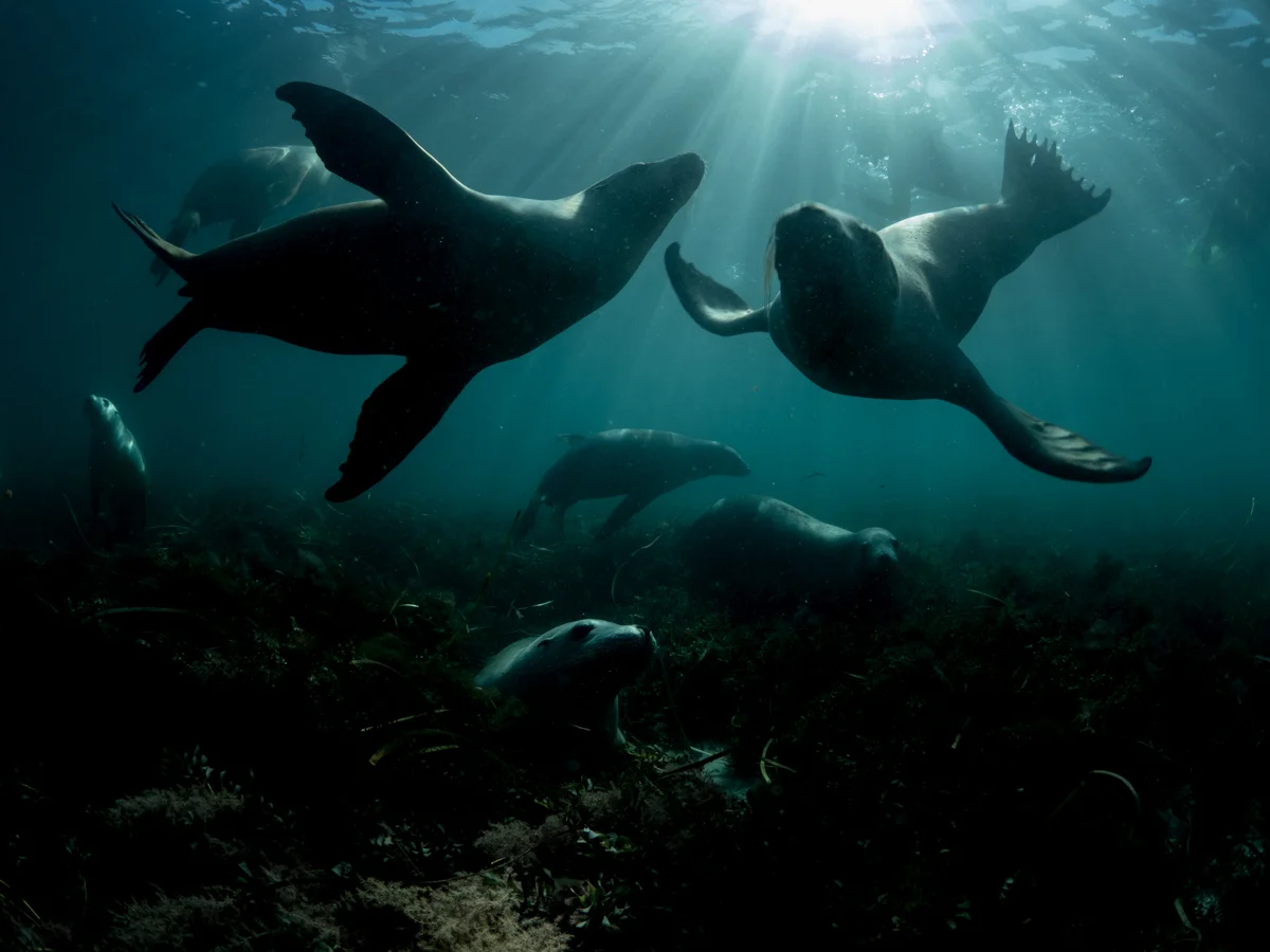 Greenpeace | Great Australian Bight
