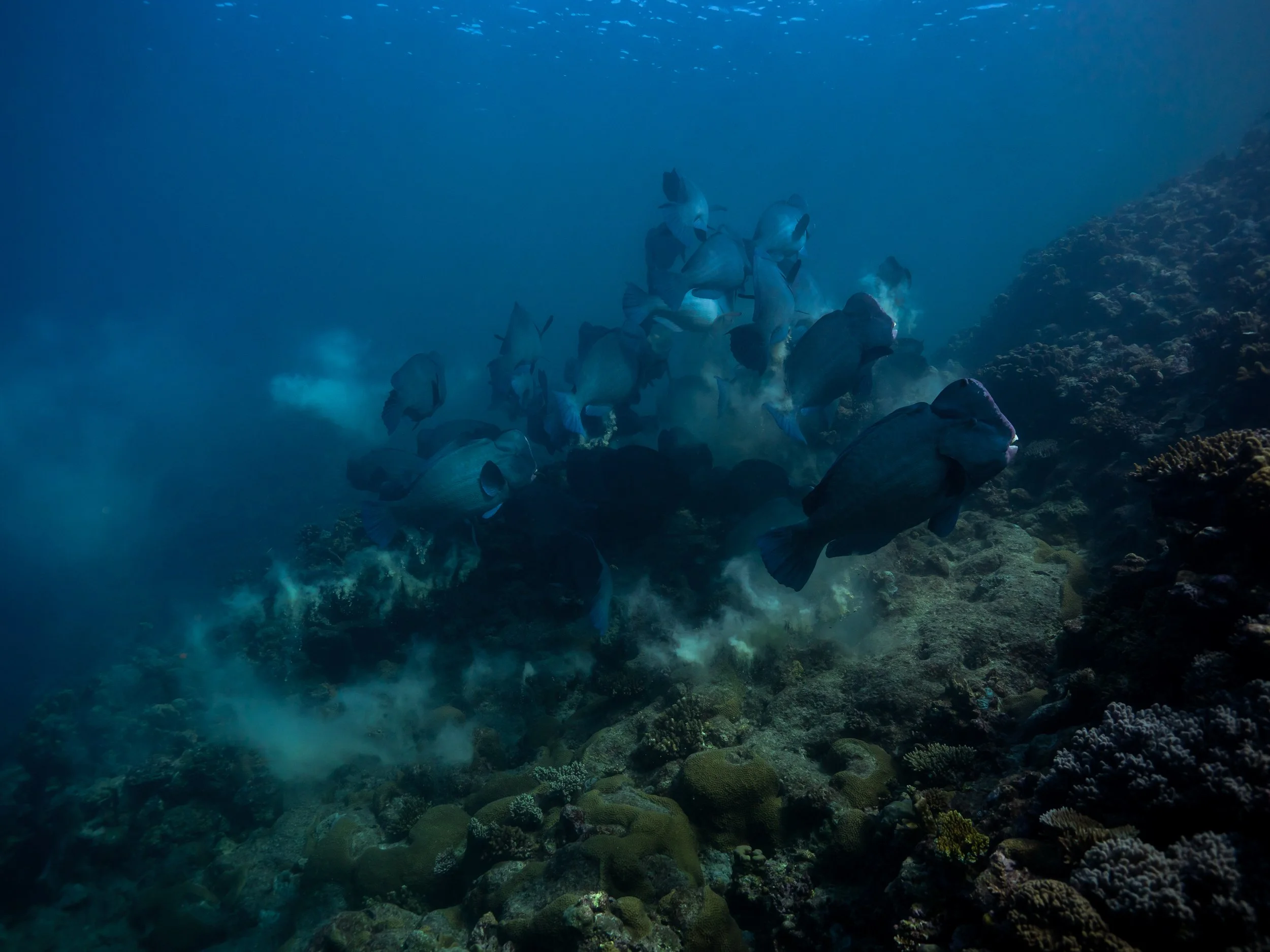 Greenpeace | Off the Murujuga