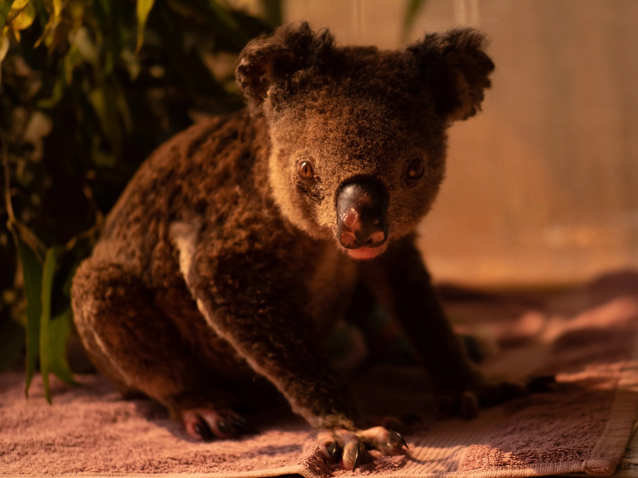  NSW Bushfires December 2019 Barbara Barrett ( Barb) tends to a bushfire survivor koala named Baz 