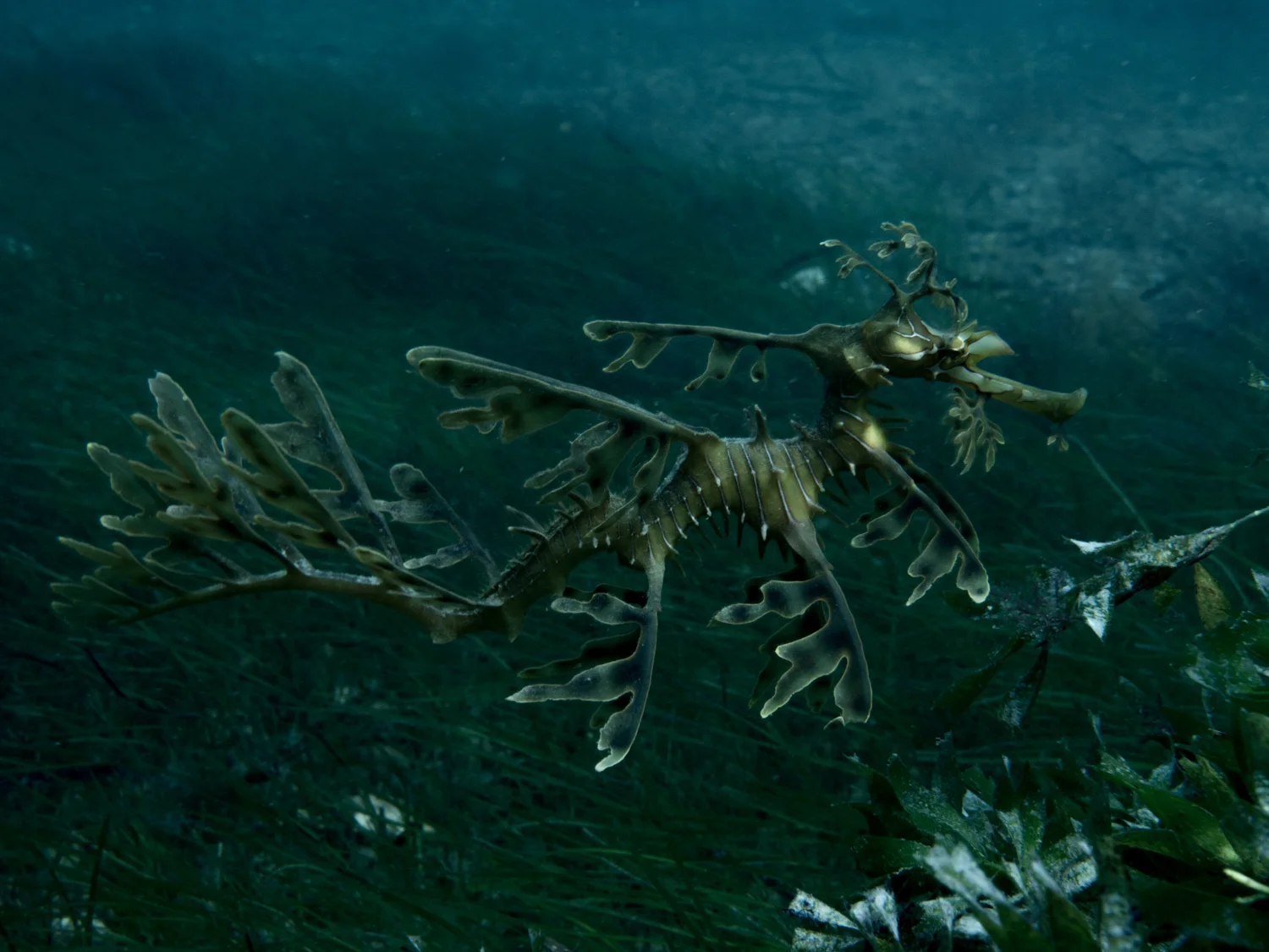 seadragon6x8.jpg