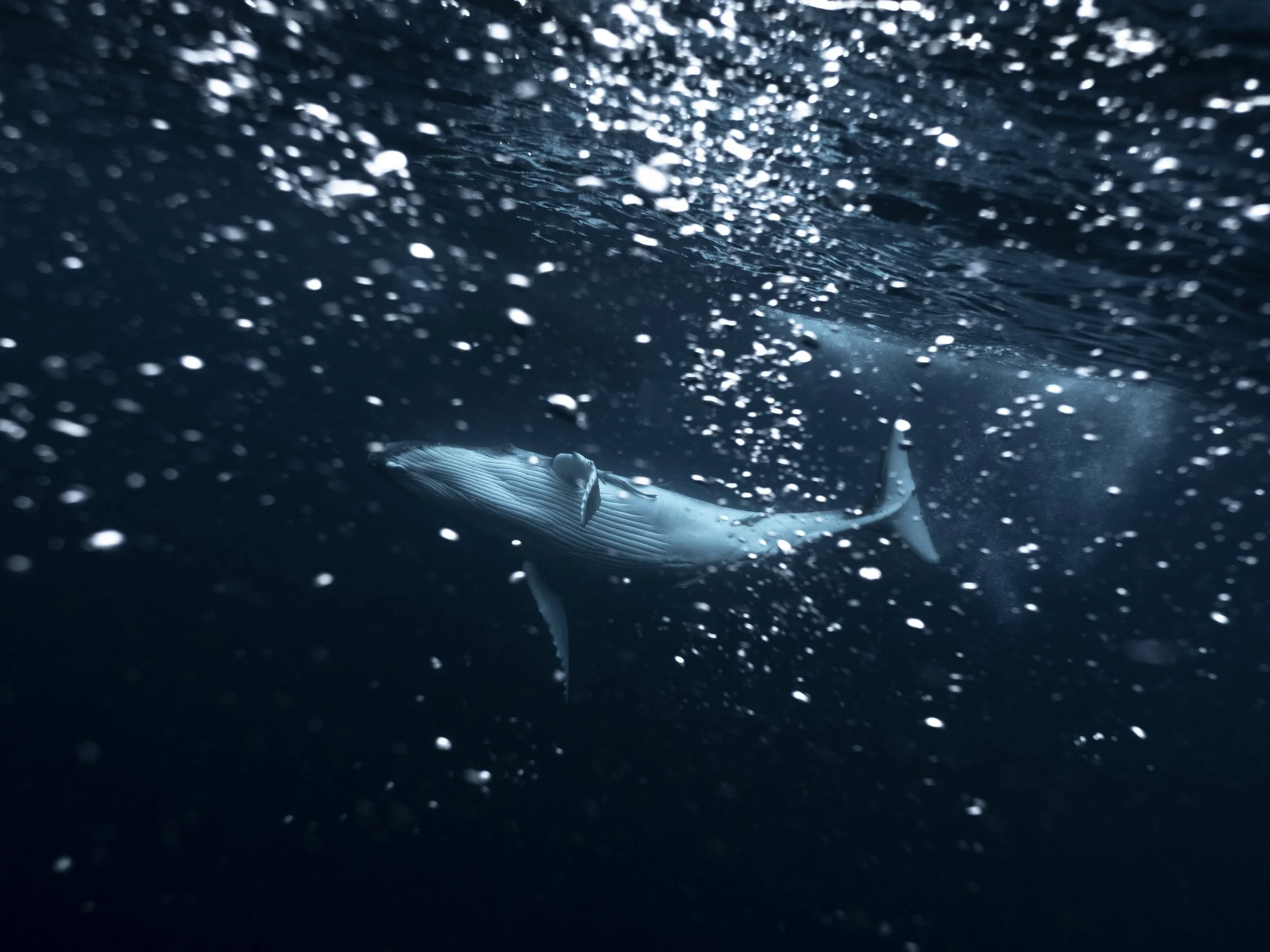 olympus-tonga-2016-michaelaskovranova-8180251.jpg