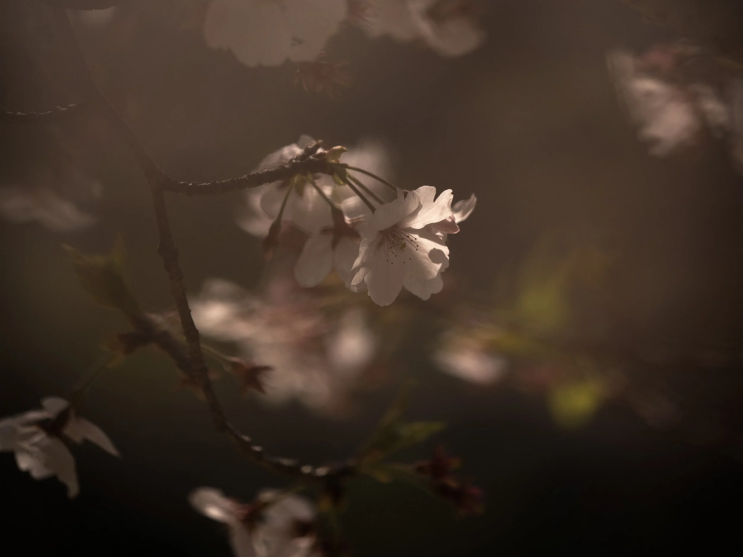 _4100966.jpg