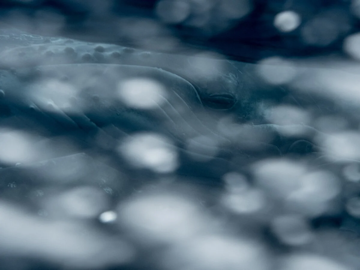 Web--5.jpg