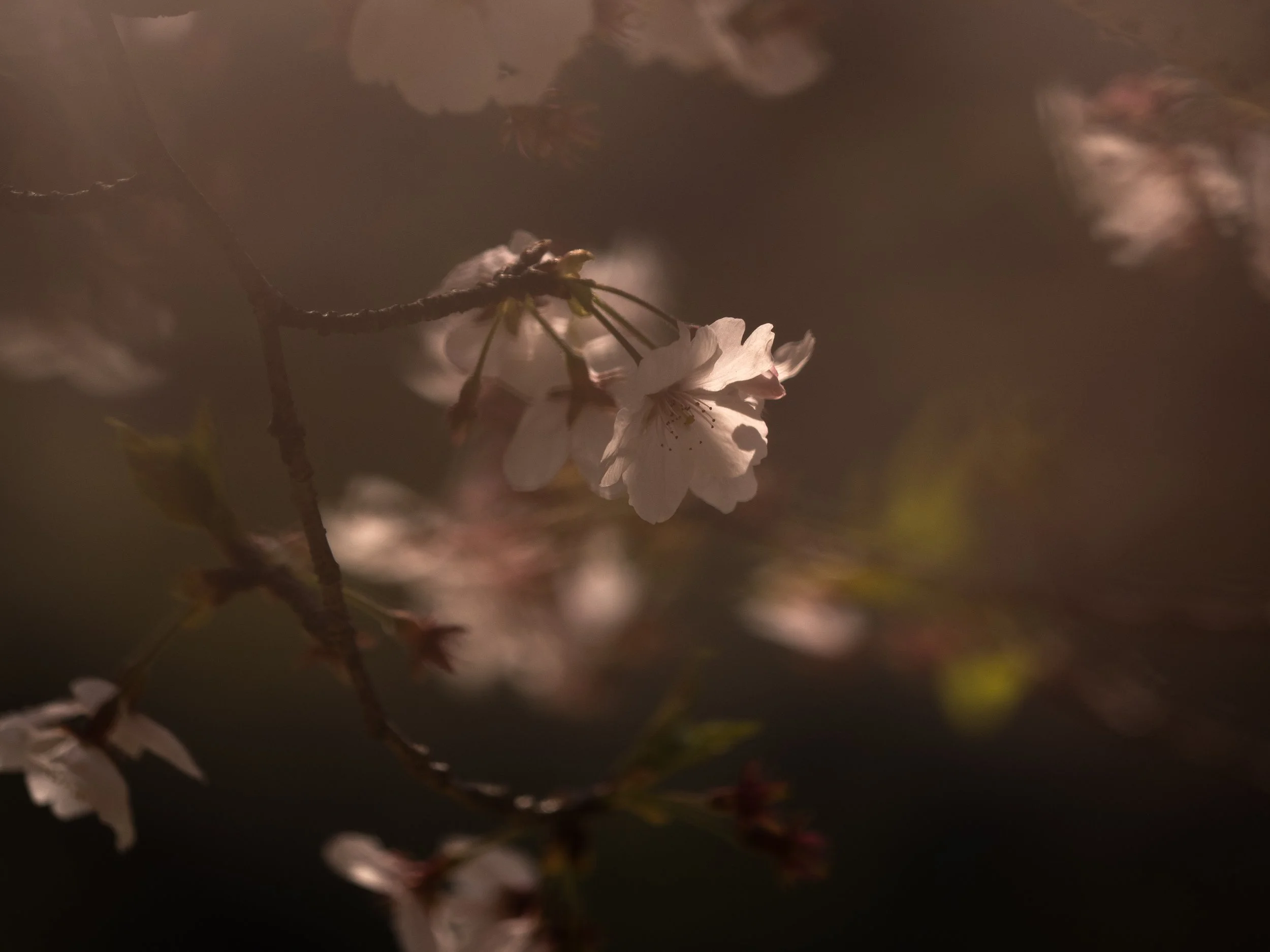 _4100966 2.JPG