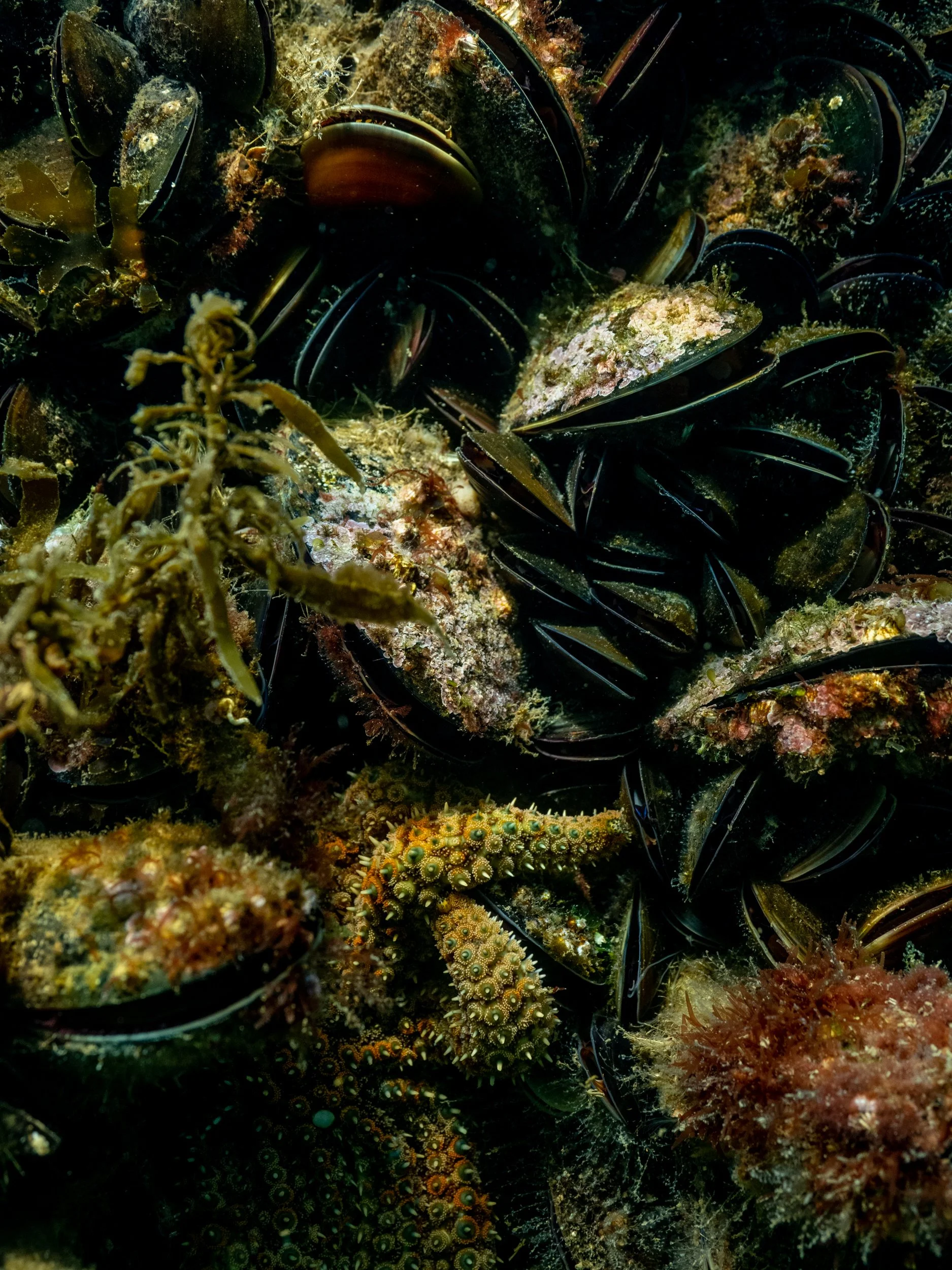  Underwater Universe 