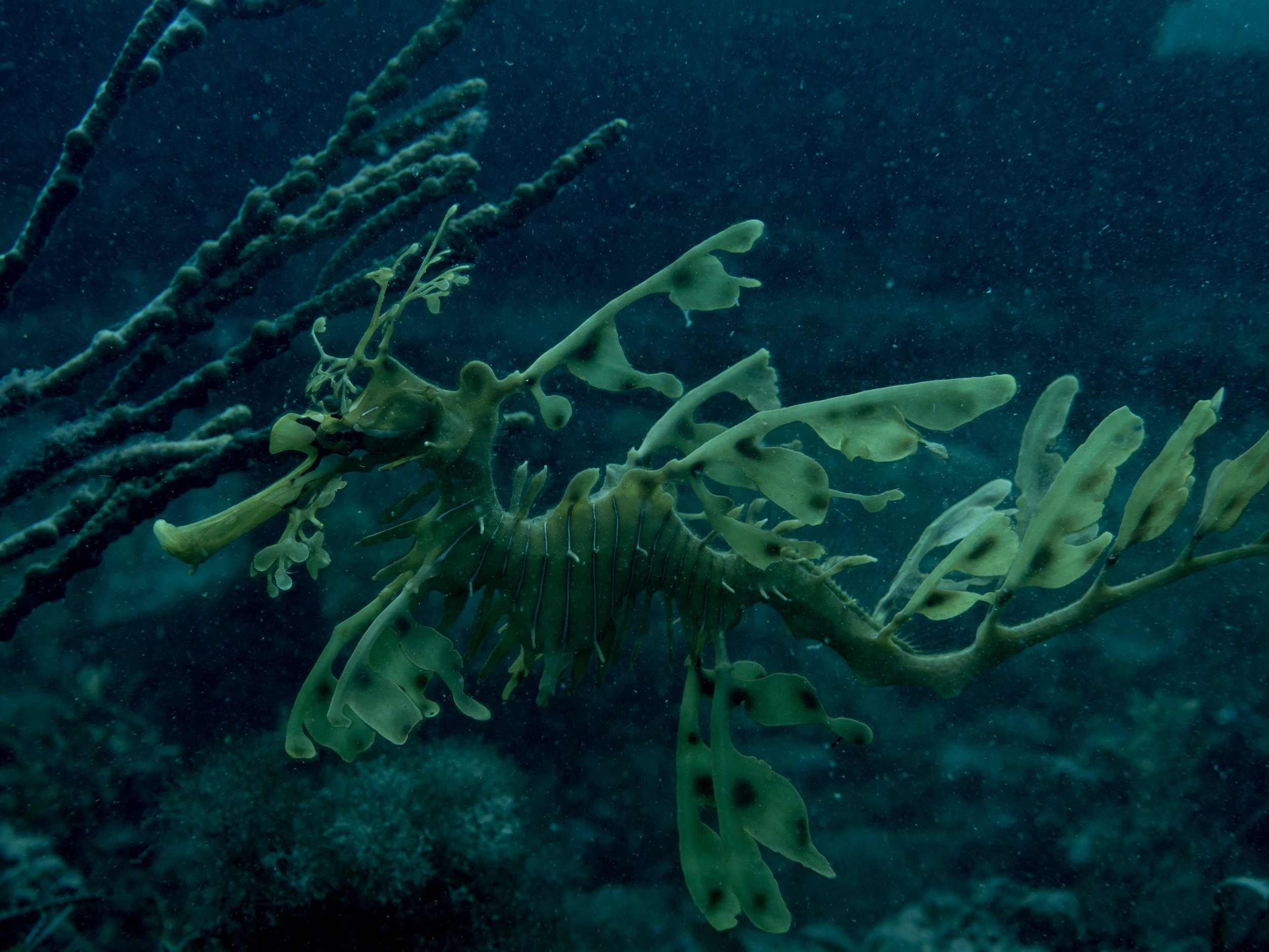 Greenpeace-Mishku-Sealife-3290078.jpg