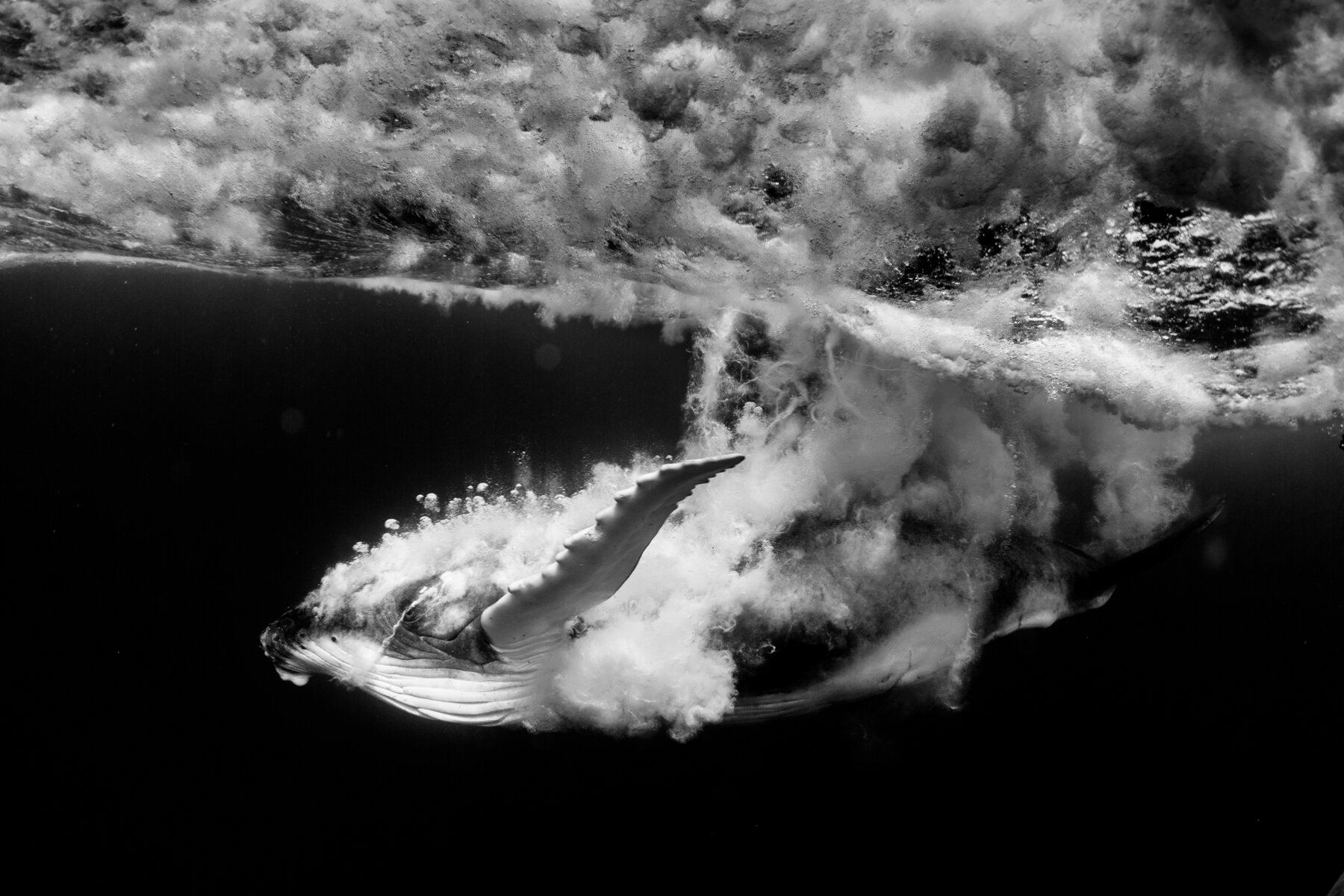 humpbackwhale_35A5543.jpg