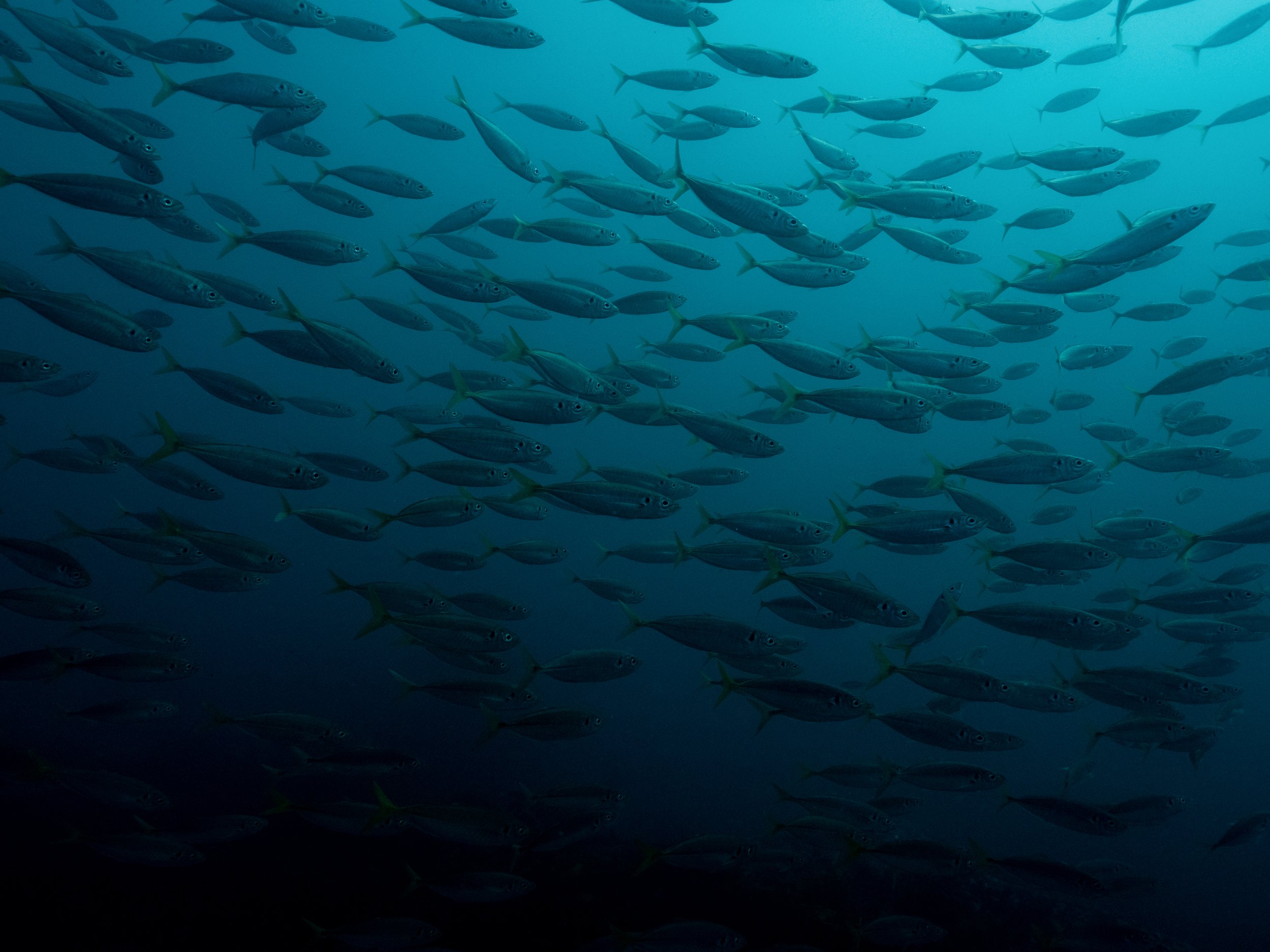 MichaelaSkovranova-MagicPoint_yellowtail_7040020.jpg