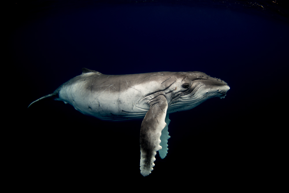 Humpback whale