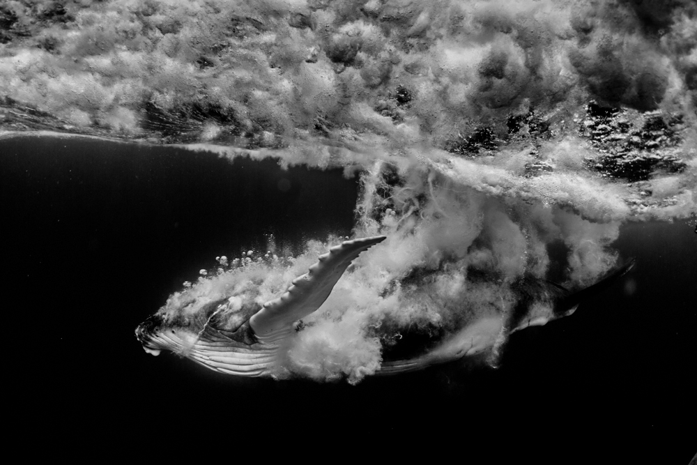 Humpback whale