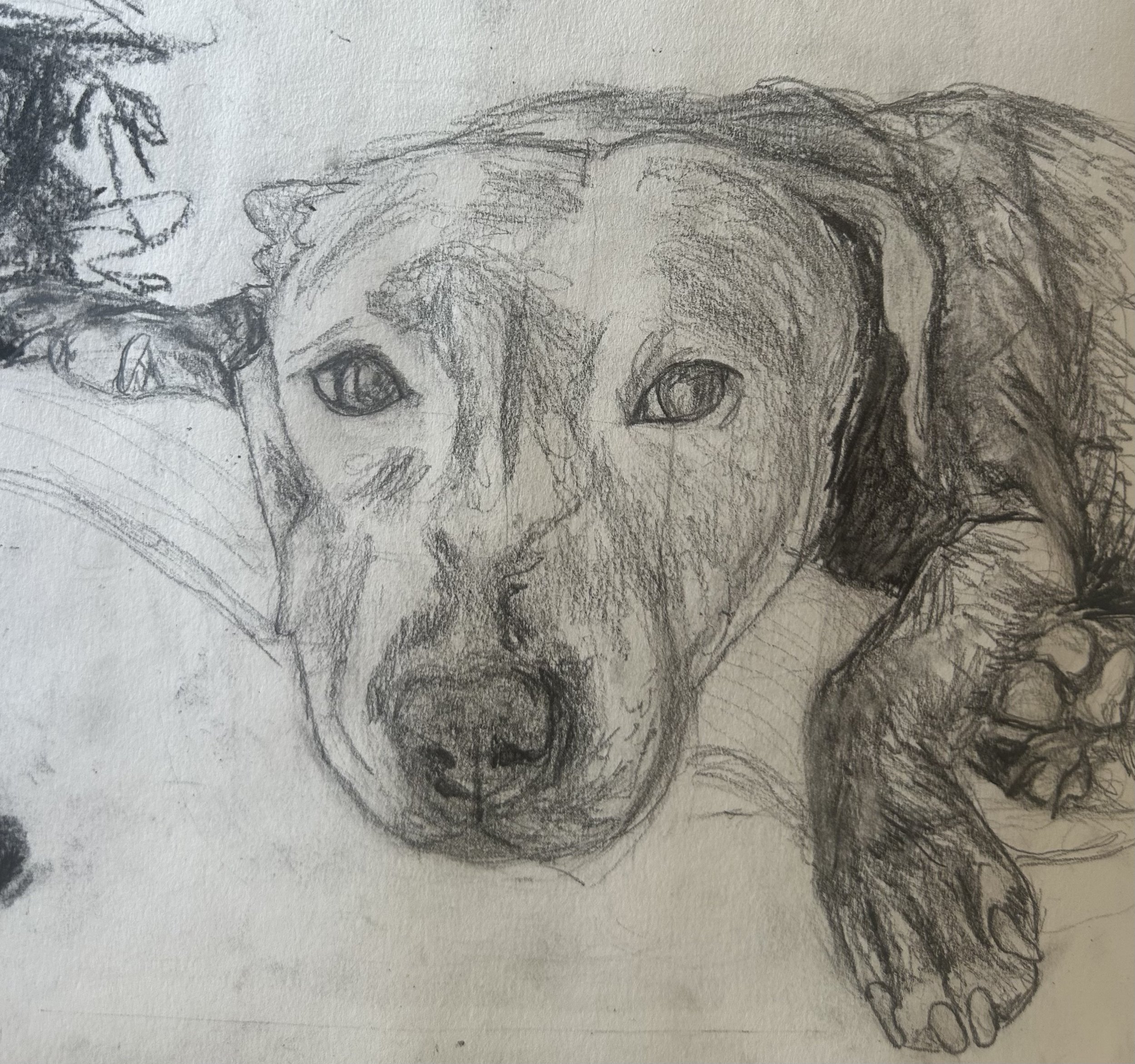 Pencil Sketches