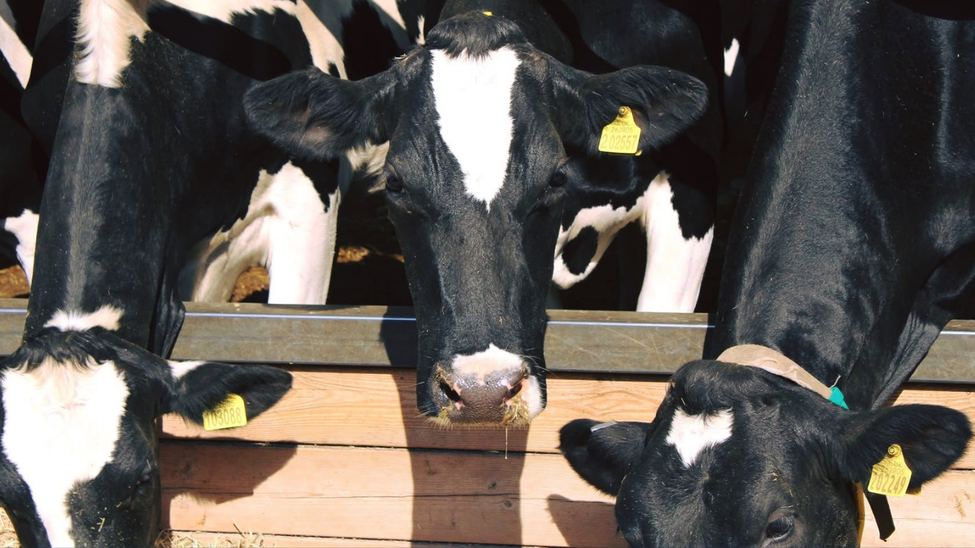 Group of black and white Holstein cows at a feeding station.