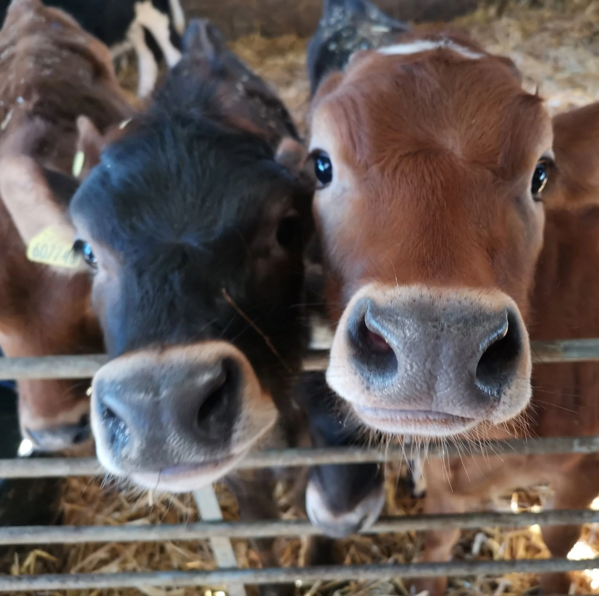 Close-up of several baby calves lying on straw bedding inside a fenced enclosure, with one calf prominently visible with brown and white fur and big dark eyes.