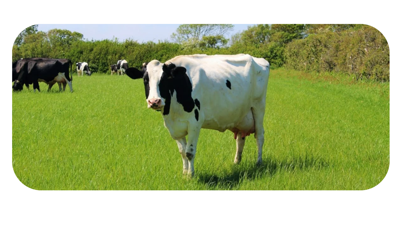 Black and white Holstein cow standing in a green pasture with other cows grazing in the background.