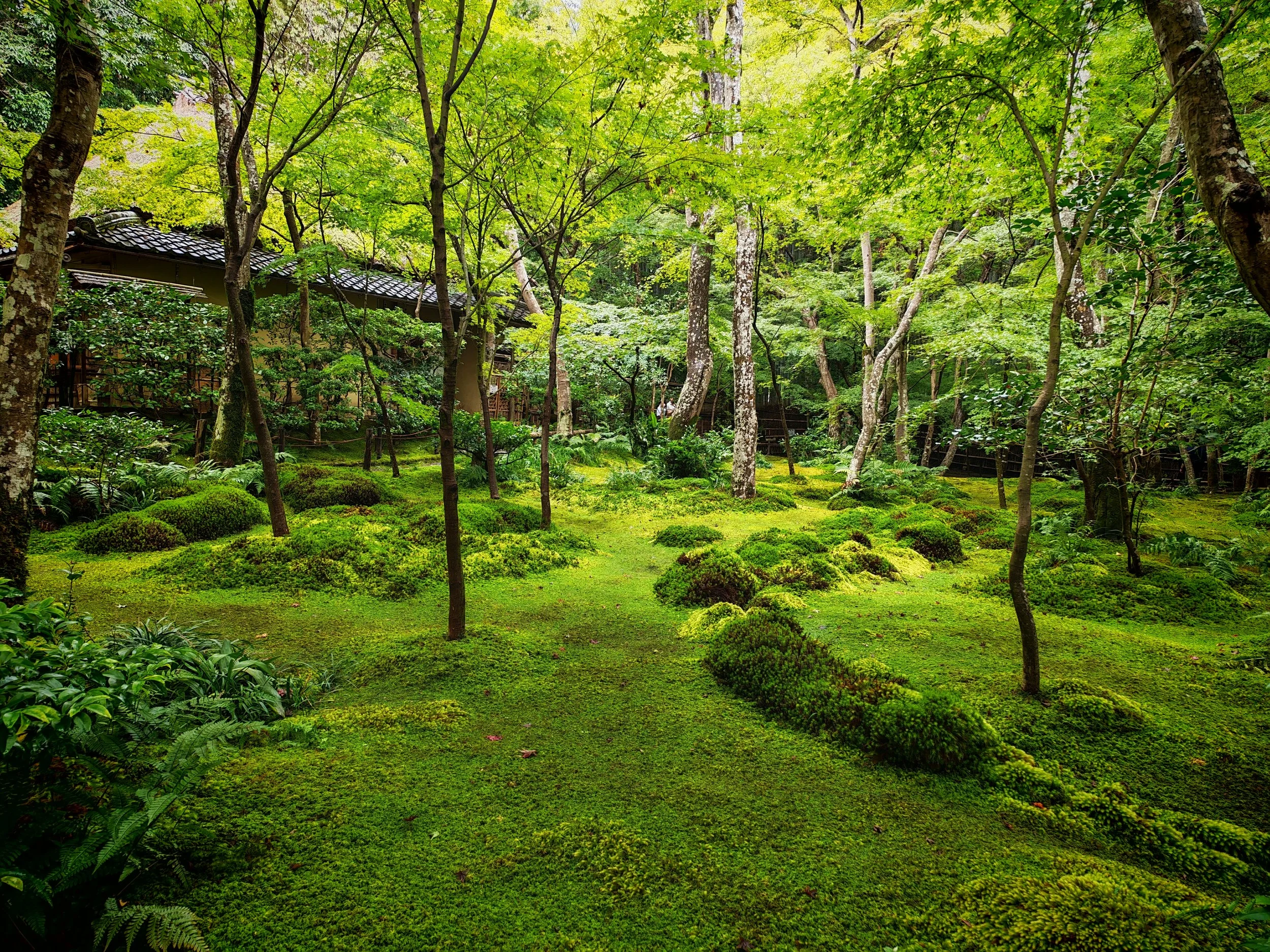 Zöldellő mohás japán templomkert a 15 napos Kansai és Shikoku útitervhez