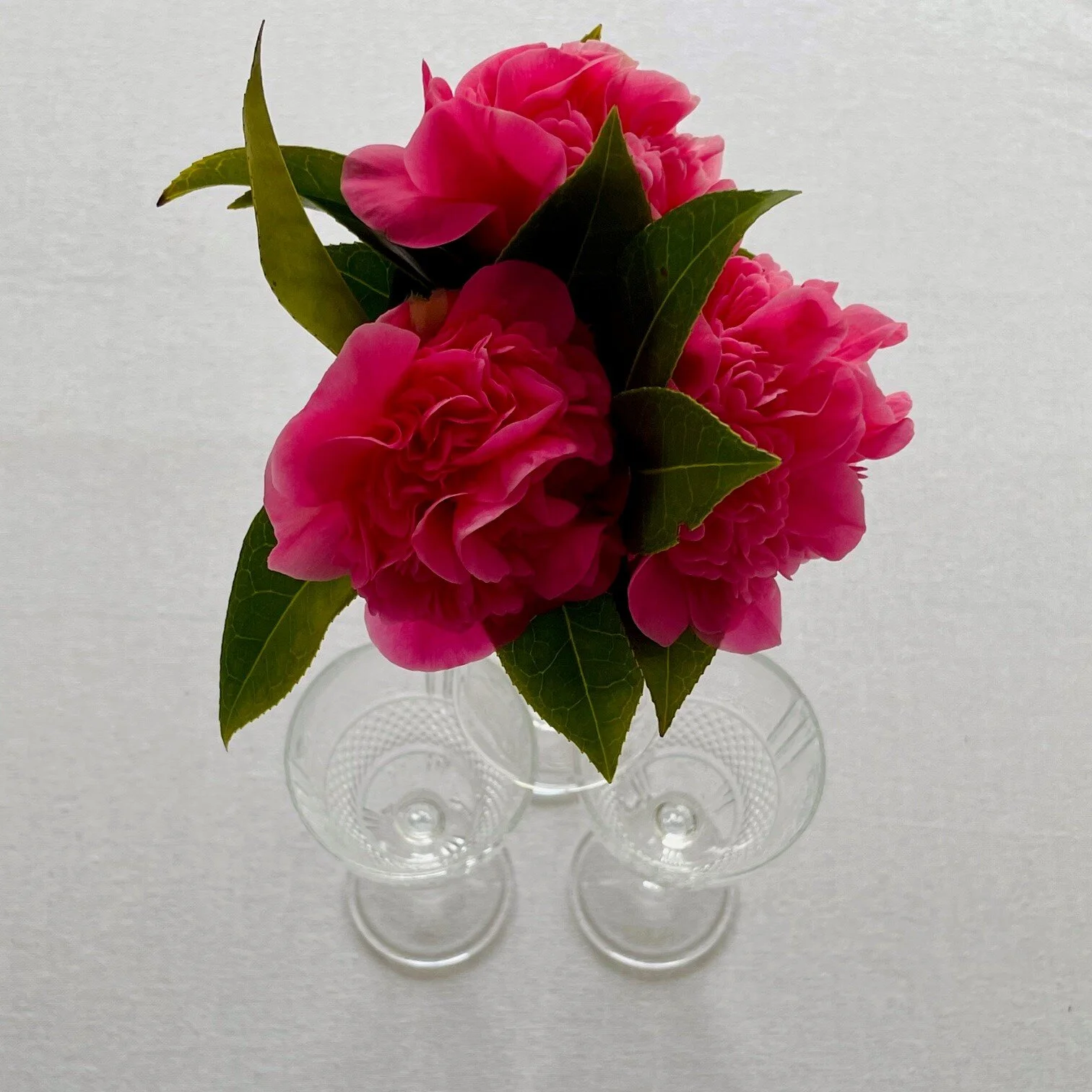 Pink flowers