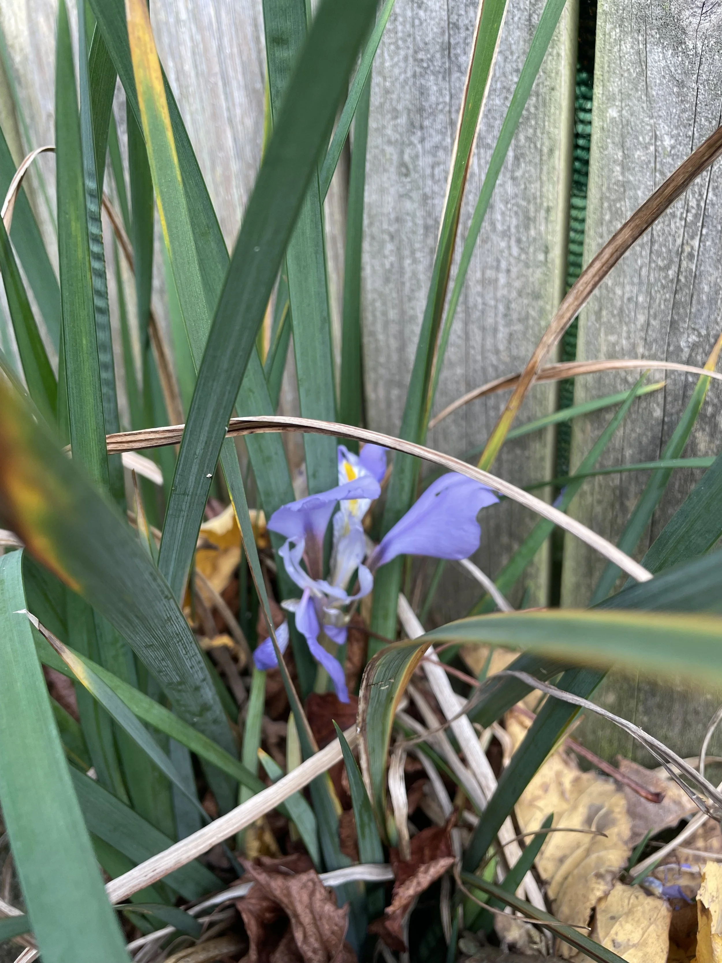 IMG_6350.jpeg