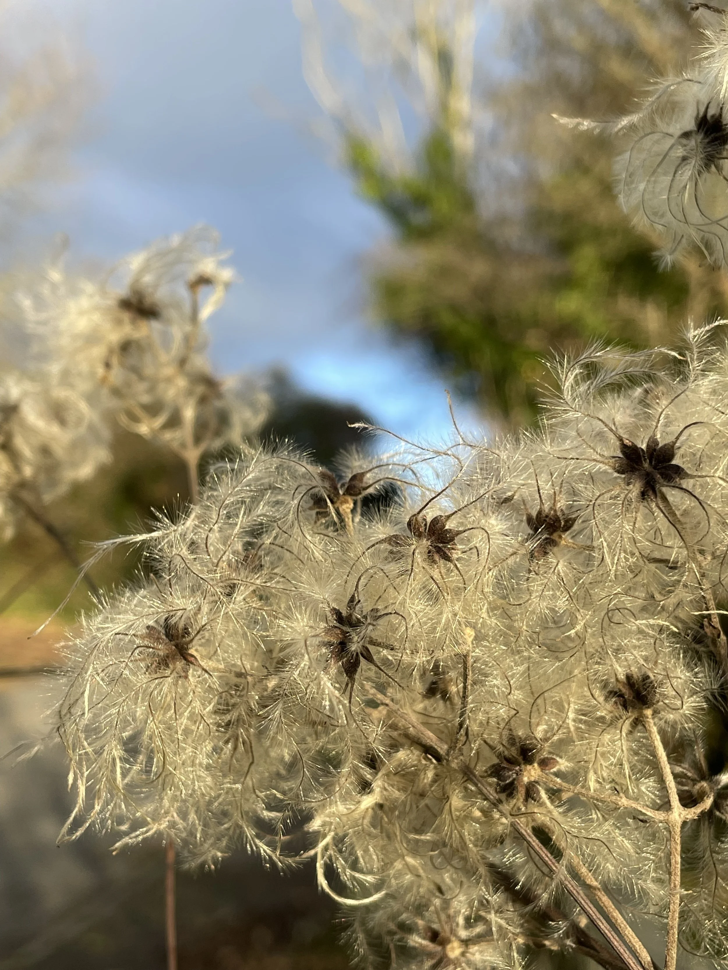 IMG_6349.jpeg