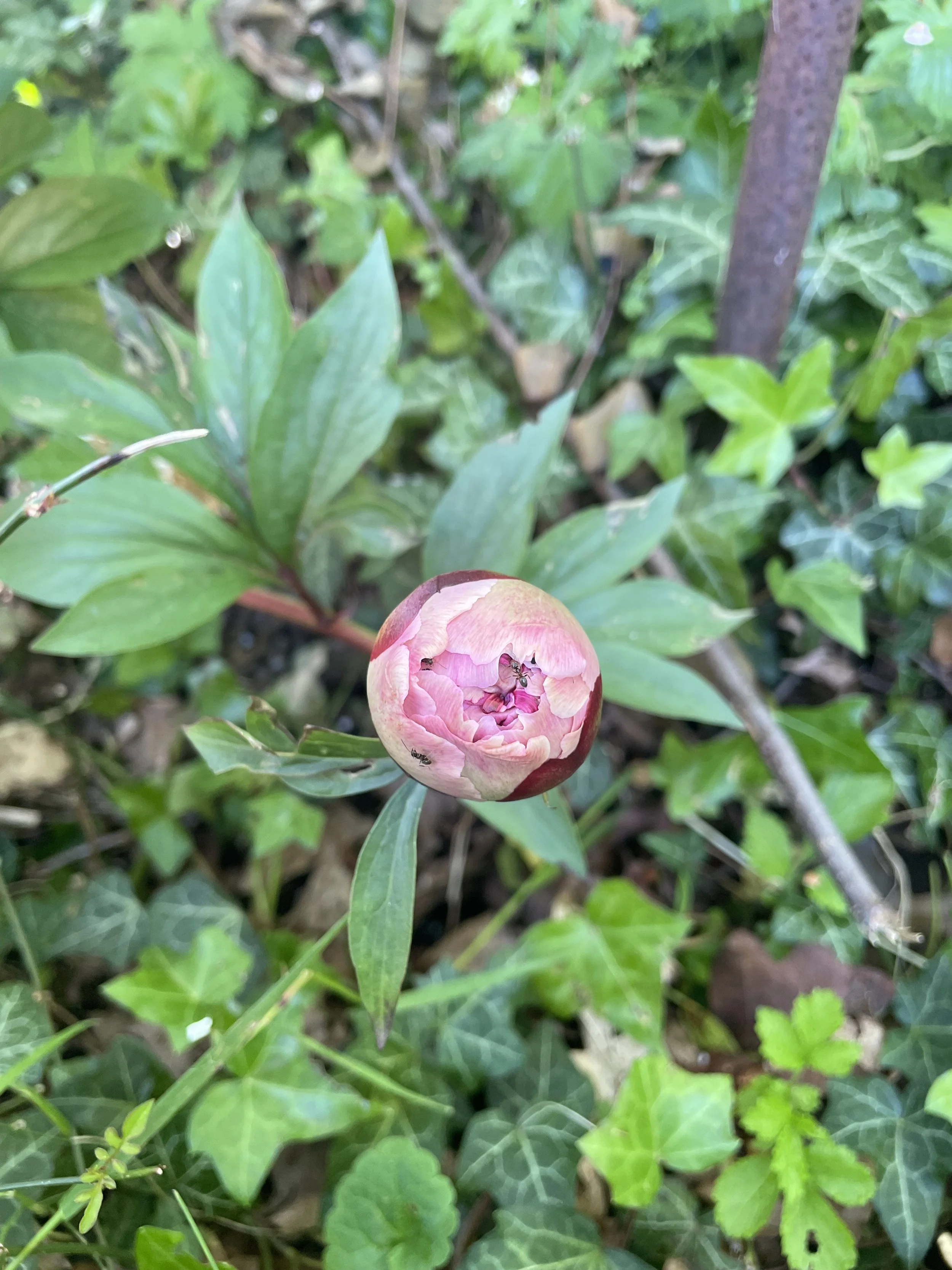 The identity shift of perimenopause 
