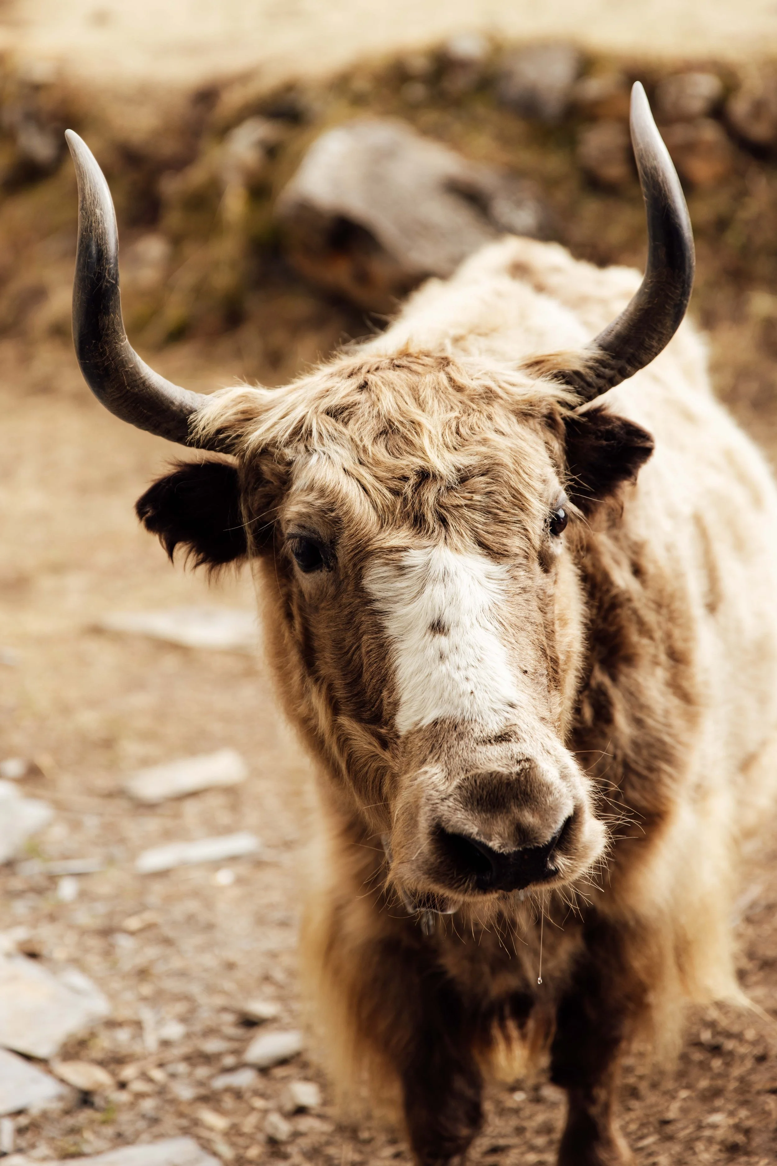 manaslu_lowmb-86.jpg