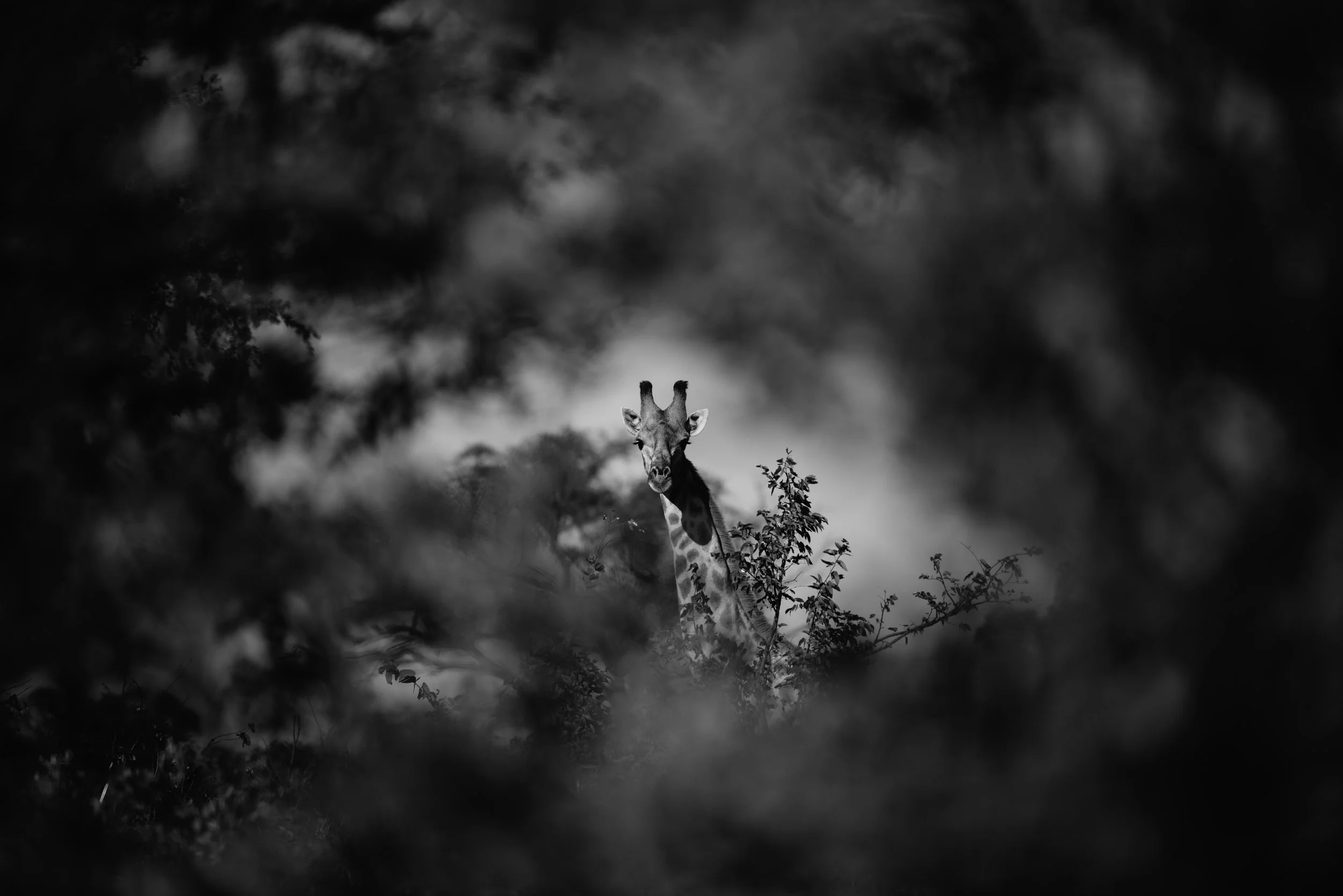 B&N 2018-138-Edit.jpg