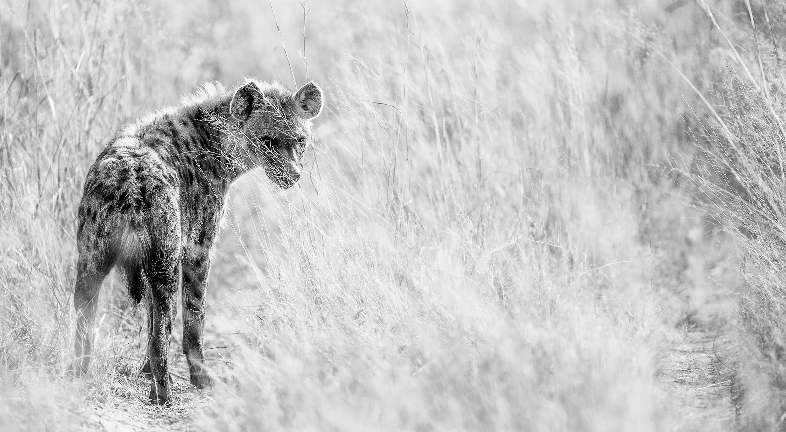 Hyena.jpg