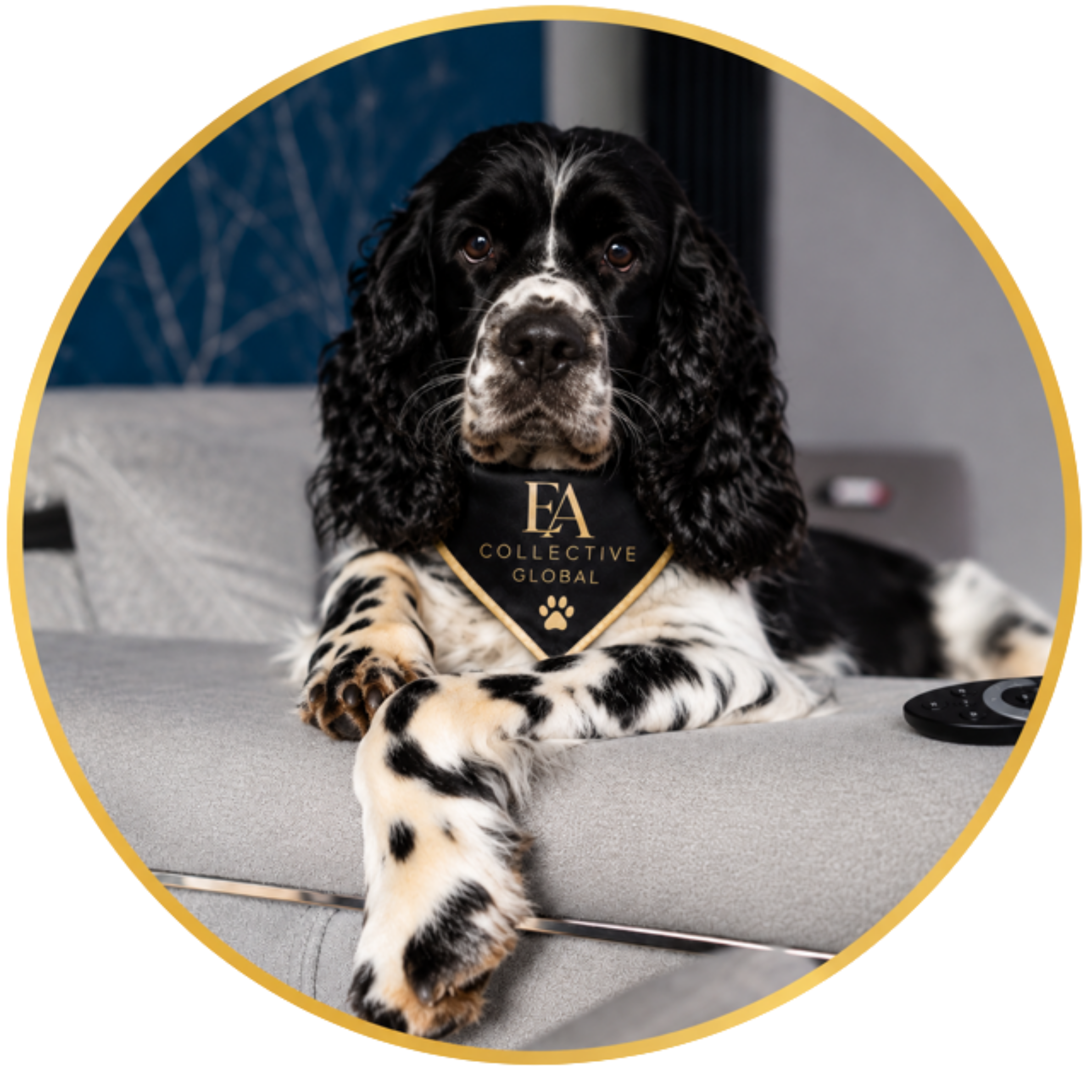 Black and white spotted dog lying on a gray carpet with a black band around its neck that has gold letters and a paw print, in front of a gray wall and a dark blue cushion.