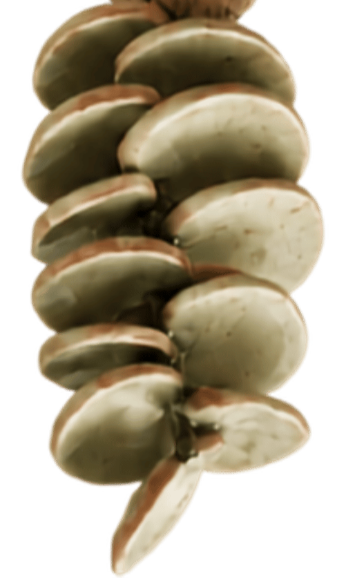 Close-up of a cluster of pistachio nuts with light-colored shells.