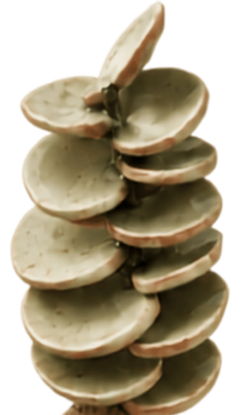 A stack of clam shells with a small crab on top, isolated on a white background.
