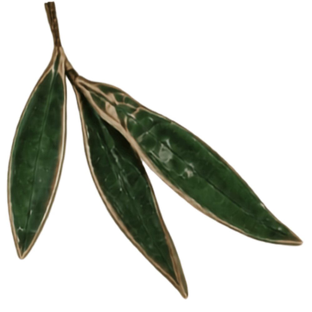 A close-up of a cluster of green leaves with beige edges against a black background.