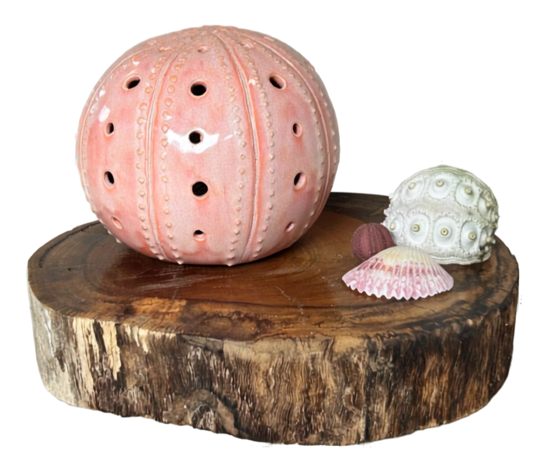 Decorative sea-themed items, including a pink sea urchin shell, a white sea urchin shell, a small pink seashell, and a small brown spherical shell, are arranged on a wooden surface.