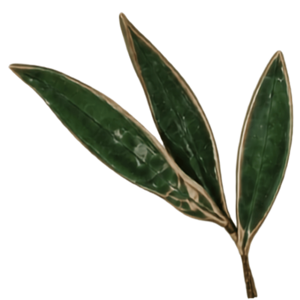 A small branch with three elongated green leaves with light brown edges.